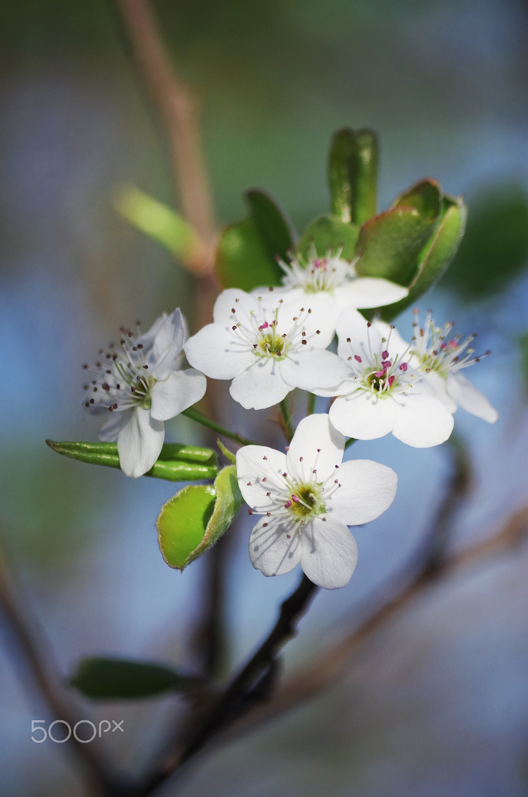 Pentax smc DA 50-200mm F4-5.6 ED WR sample photo. Spring flower dev photography