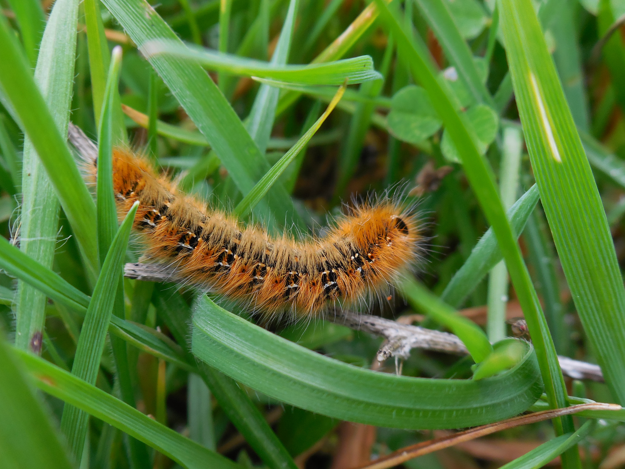 Nikon Coolpix S5300 sample photo. Tiny caterpillar photography