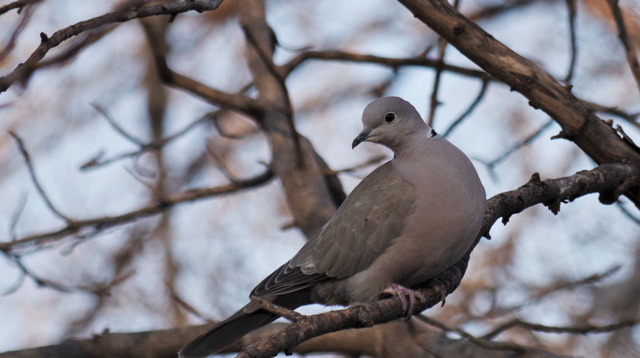 Pentax smc DA 50-200mm F4-5.6 ED WR sample photo. Oklahoma city dove photography