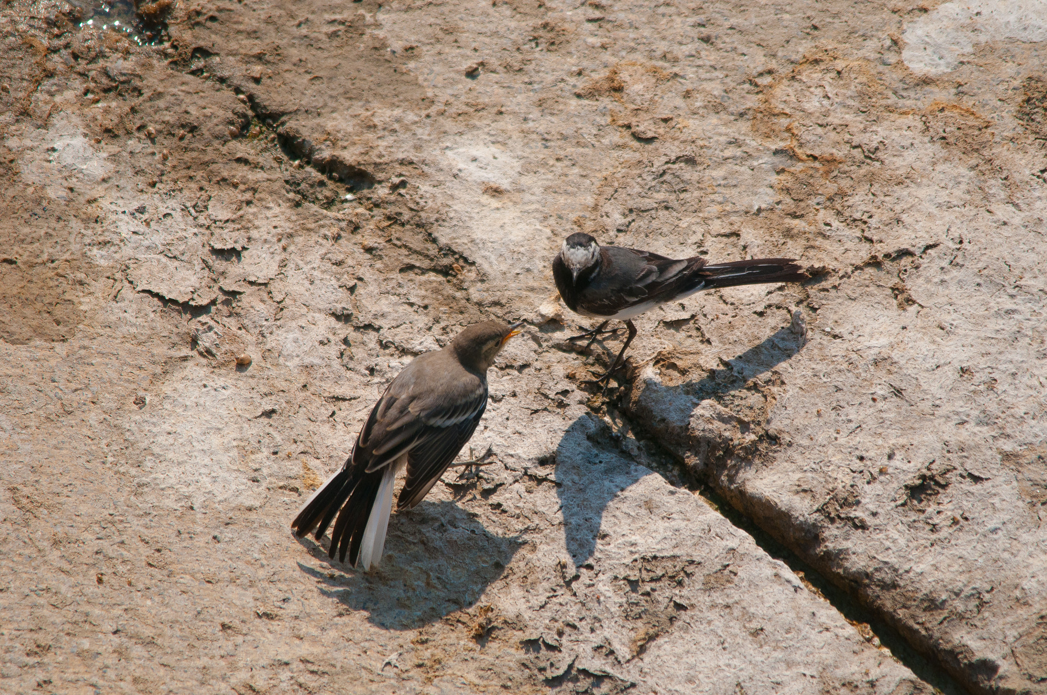 Sigma 150-500mm F5-6.3 DG OS HSM sample photo. 2016-03-04_wil_049492-2.jpg photography
