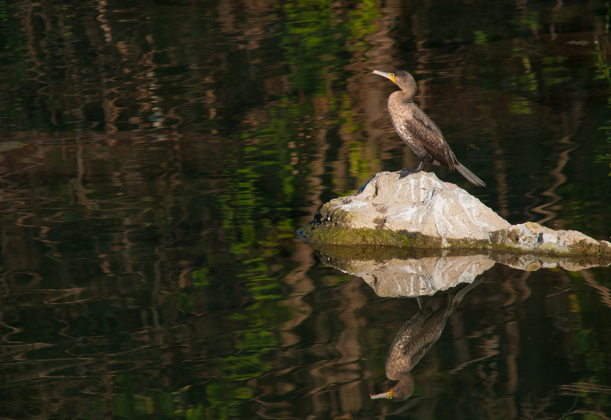 Sigma 150-500mm F5-6.3 DG OS HSM sample photo. 2016-03-02_wil_099149-2.jpg photography