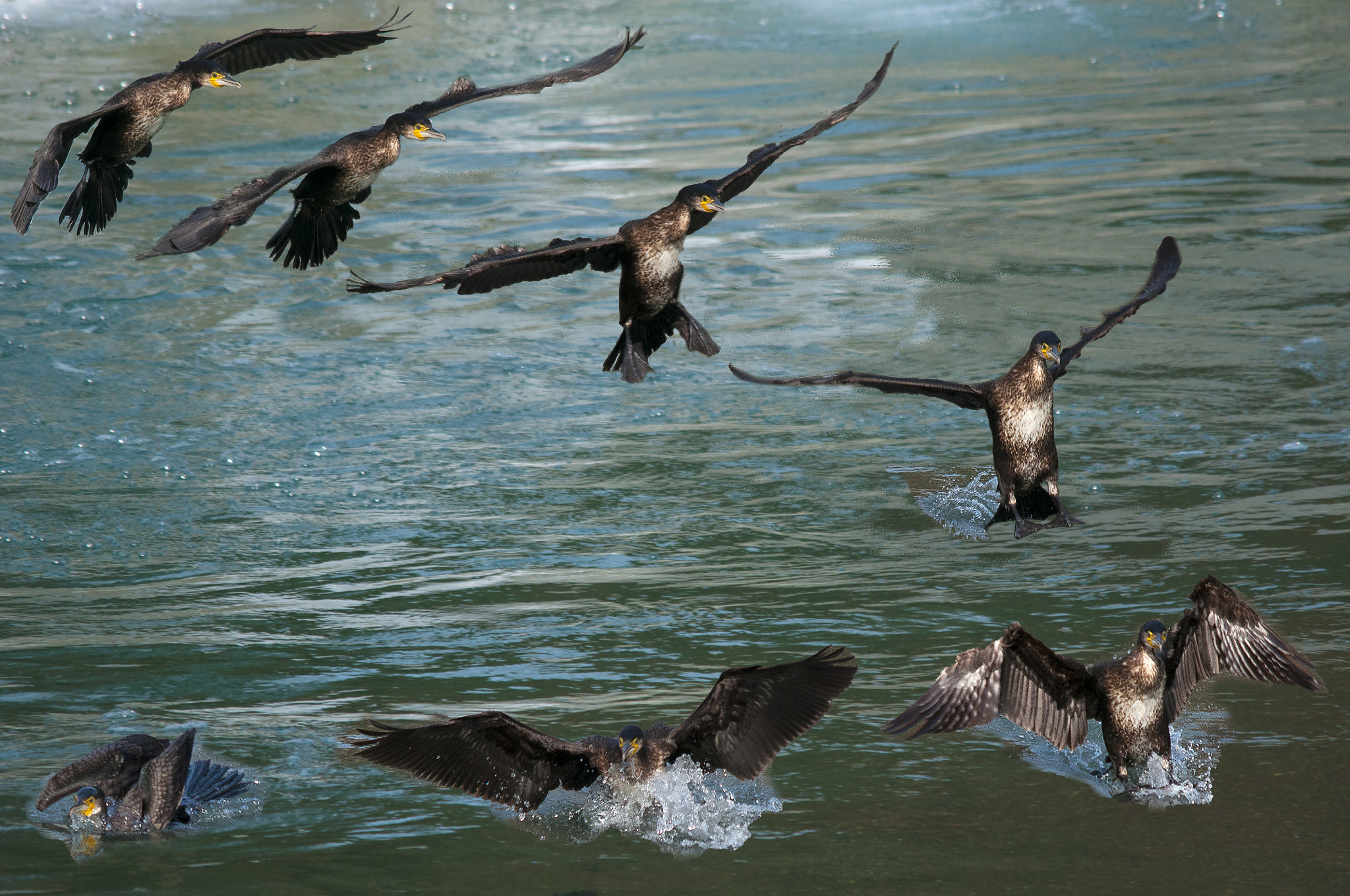 Sigma 150-500mm F5-6.3 DG OS HSM sample photo. 2016-02-23_wil_116287.jpg photography