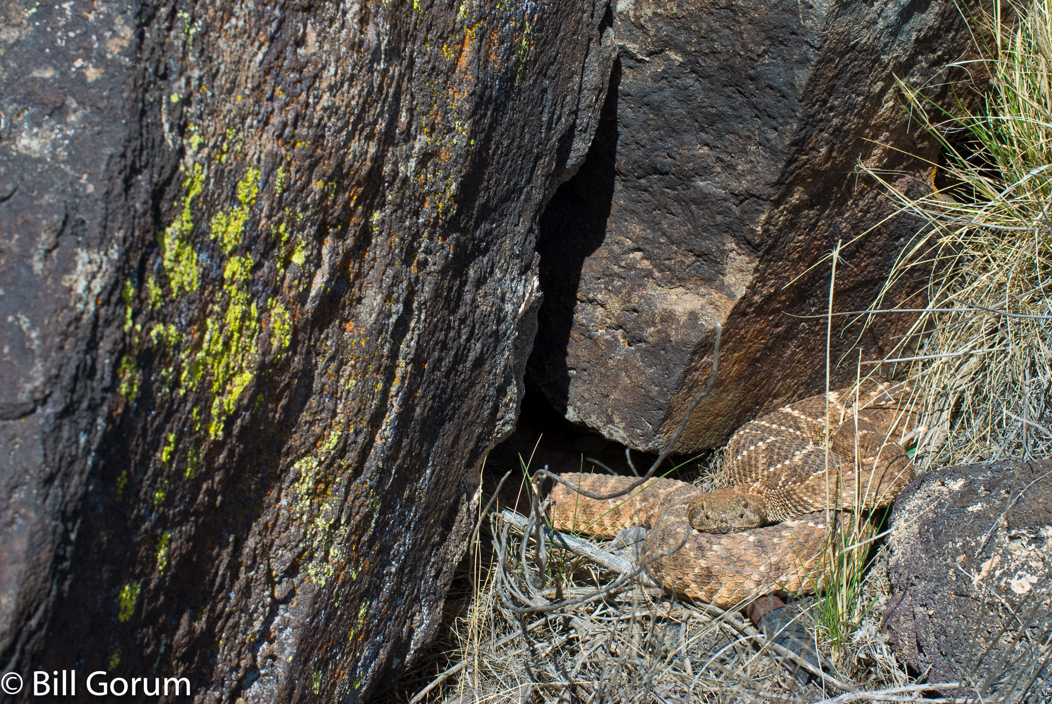 Nikon D200 sample photo. Western diamond-backed rattlesnake, crotalus atrox photography