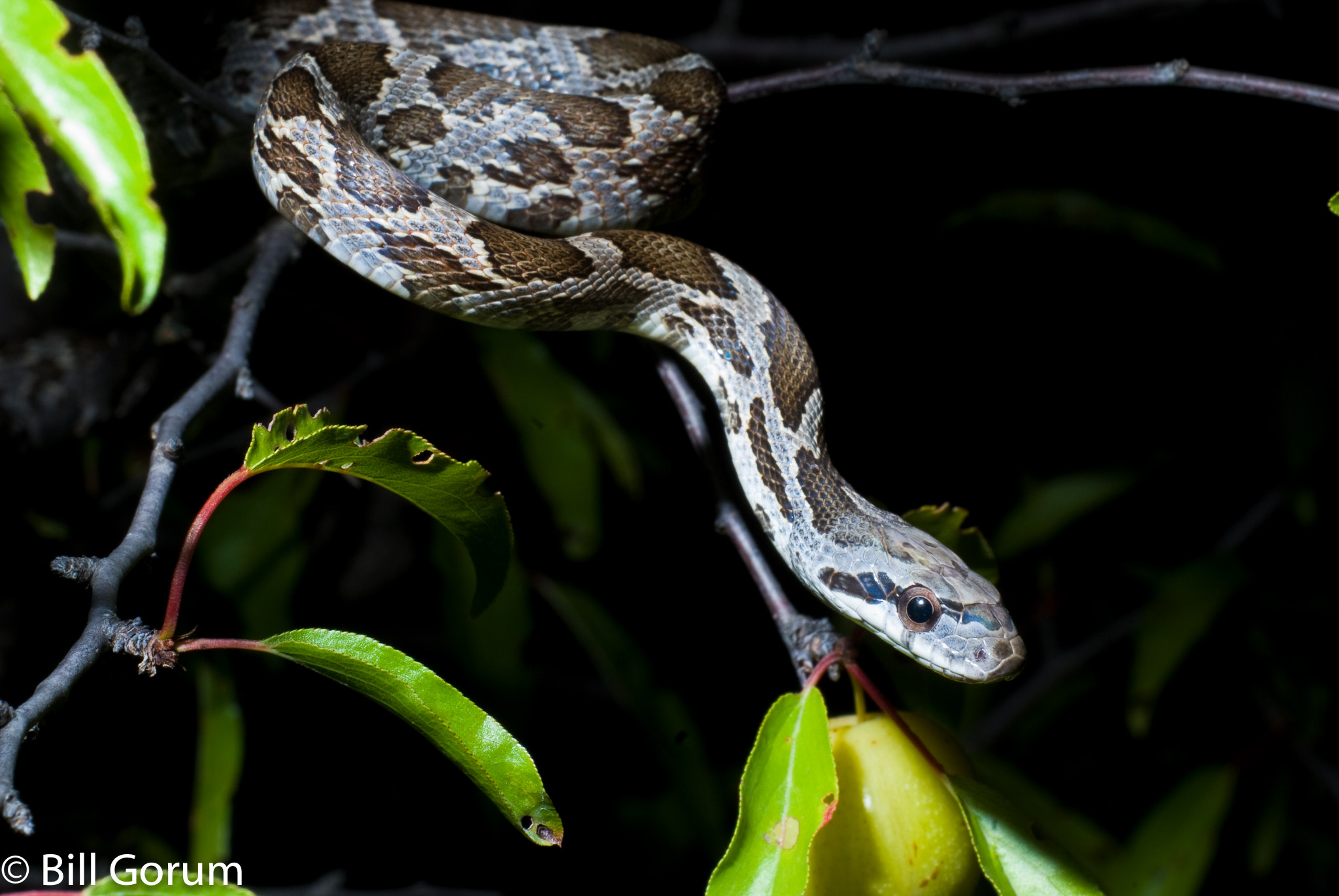 Nikon D200 sample photo. Juvenile western ratsnake, pantherophis obsoletus photography