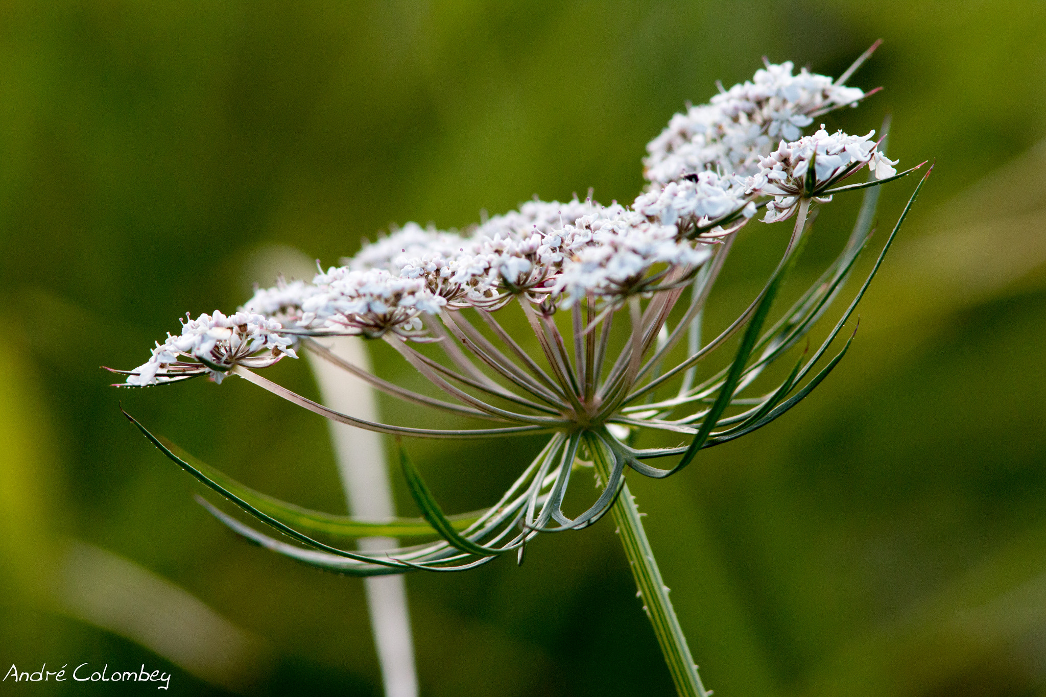 Canon EF 300mm F4L IS USM sample photo. Crowned photography
