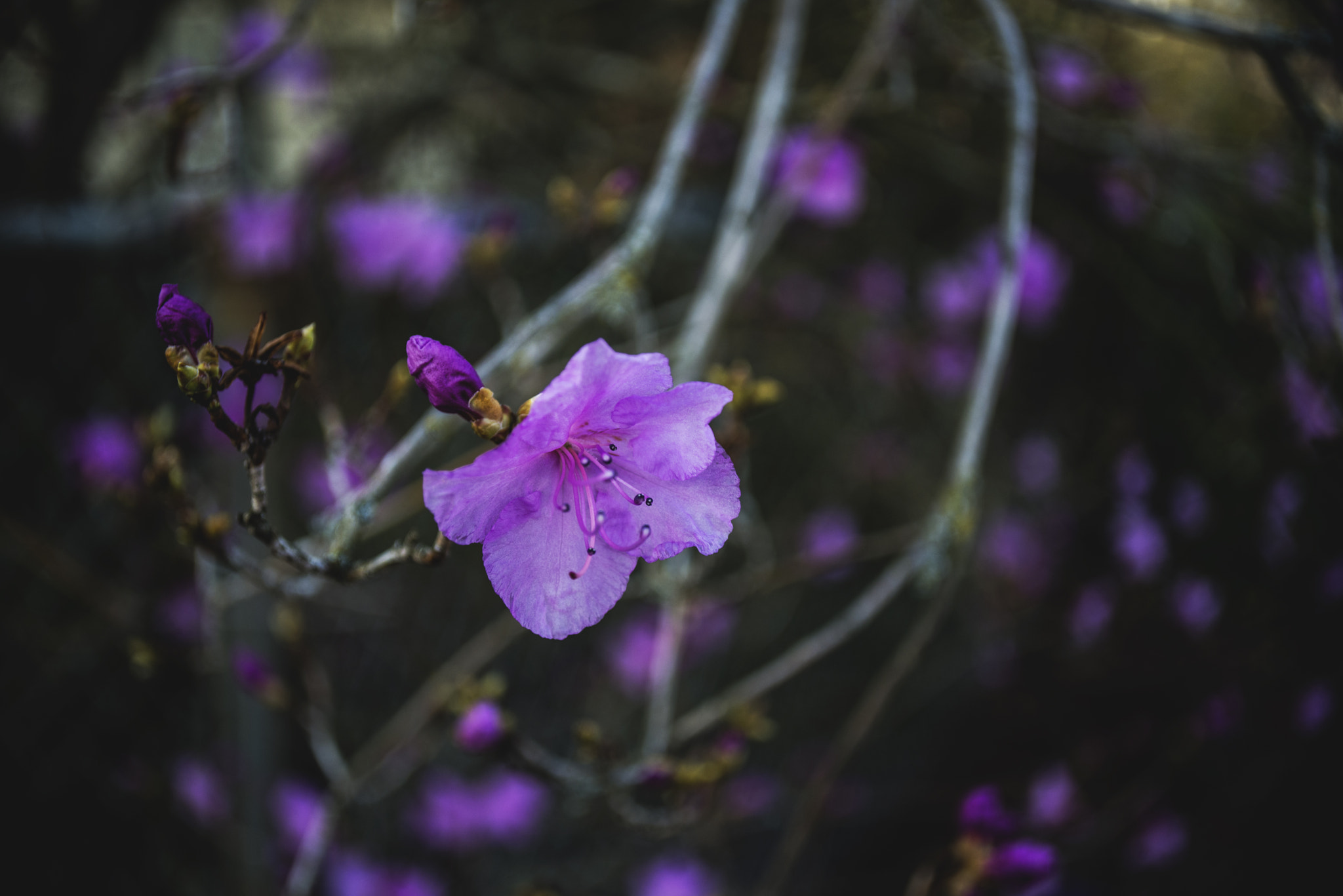 Nikon D600 sample photo. .... photography