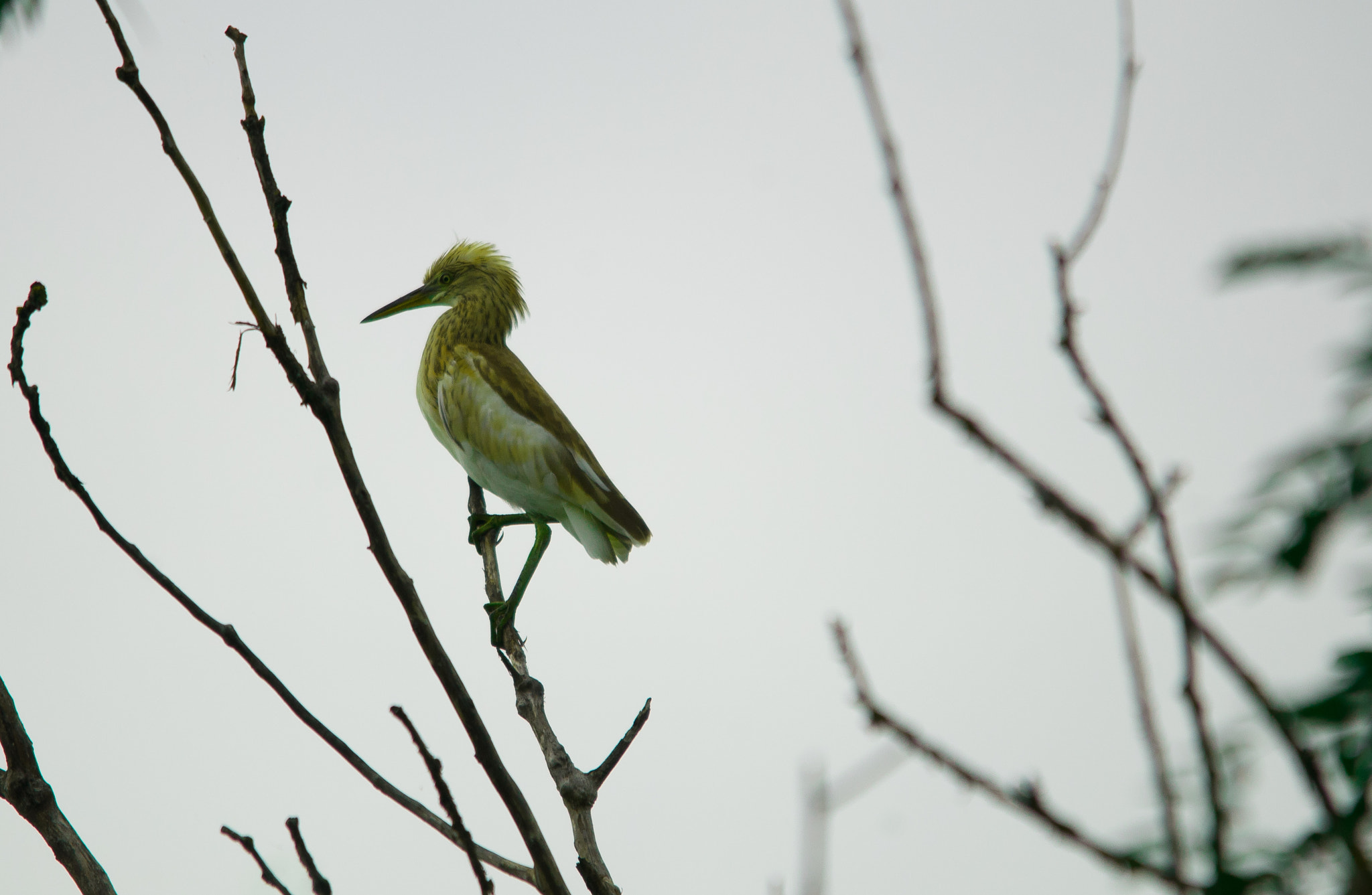 Sigma 150-500mm F5-6.3 DG OS HSM sample photo. 2016-01-05_wil_051367-2.jpg photography