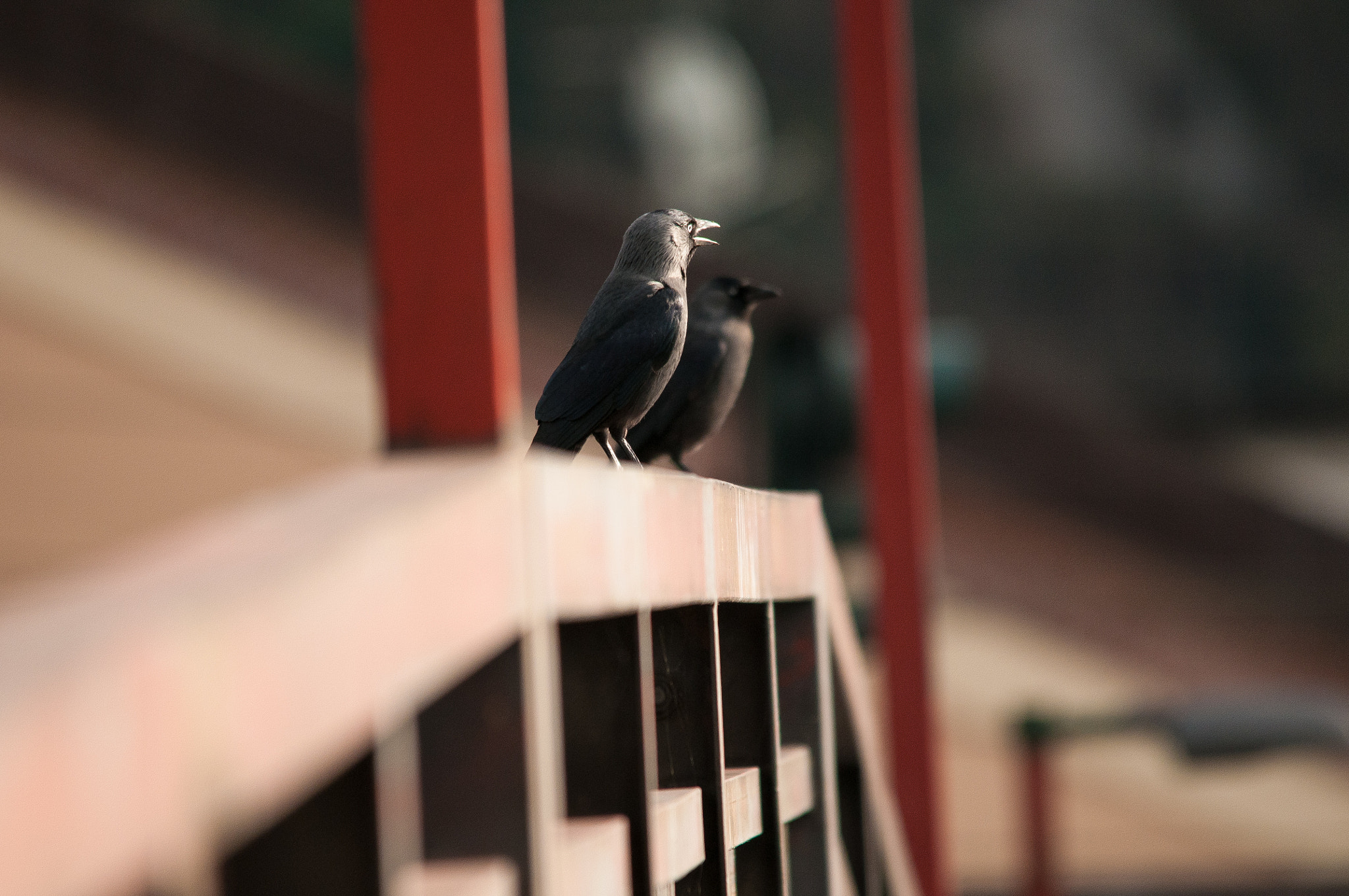 Sigma 150-500mm F5-6.3 DG OS HSM sample photo. 2016-01-03_wil_099766-2.jpg photography