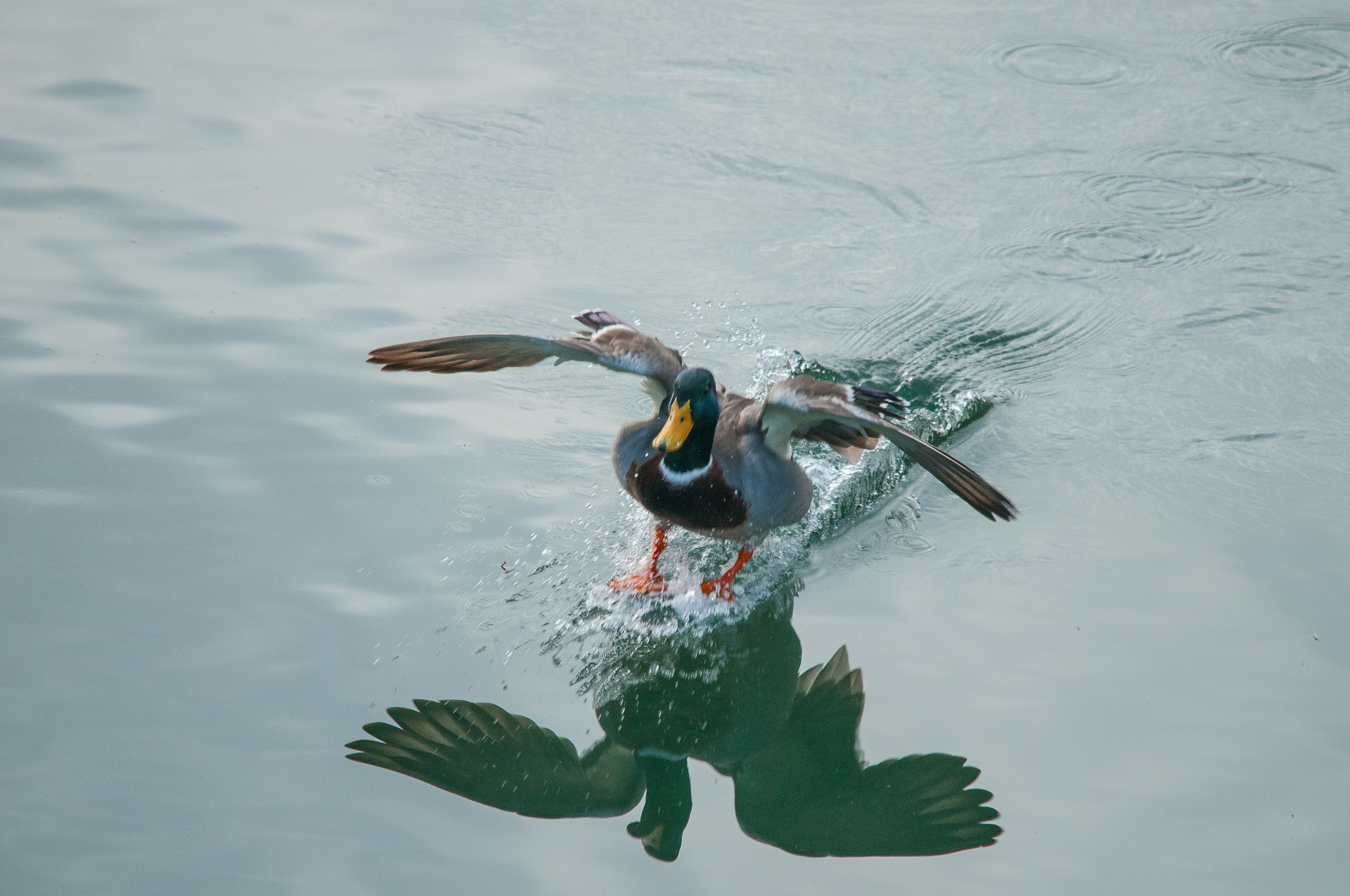 Sigma 150-500mm F5-6.3 DG OS HSM sample photo. 2015-12-20_wil_100967-2-2.jpg photography