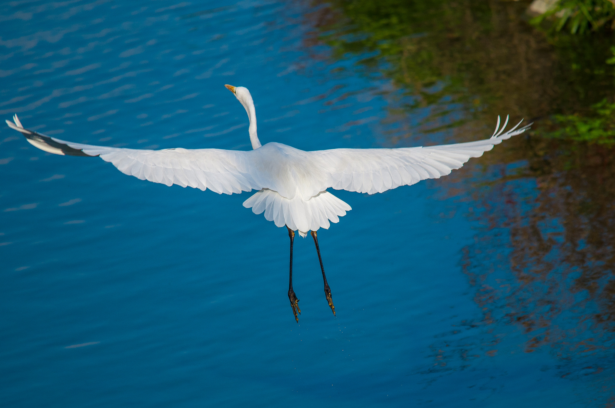 Sigma 150-500mm F5-6.3 DG OS HSM sample photo. 2015-12-08_wil_098546-2.jpg photography