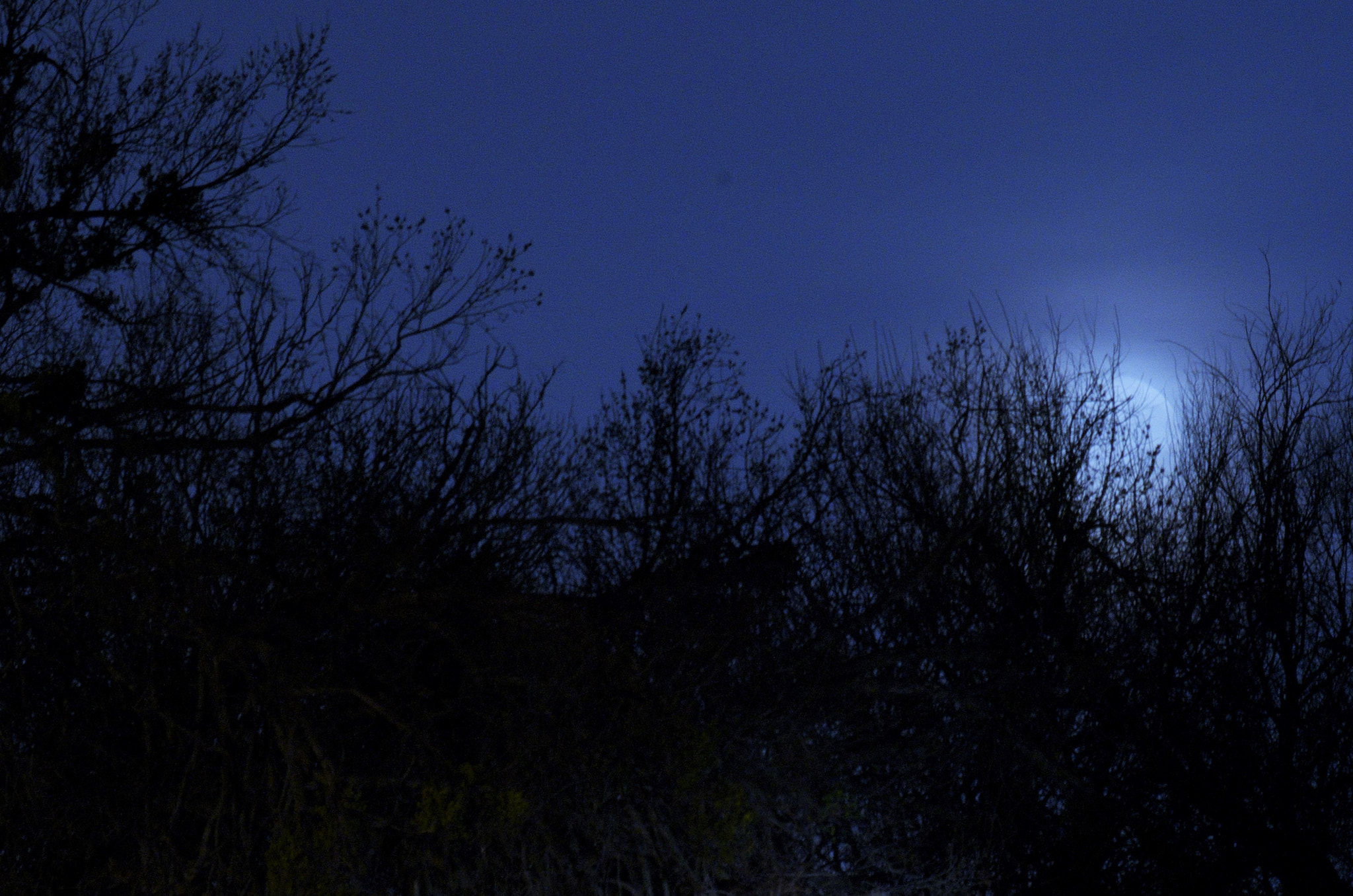 Pentax smc DA 50-200mm F4-5.6 ED WR sample photo. Moon through the brush photography