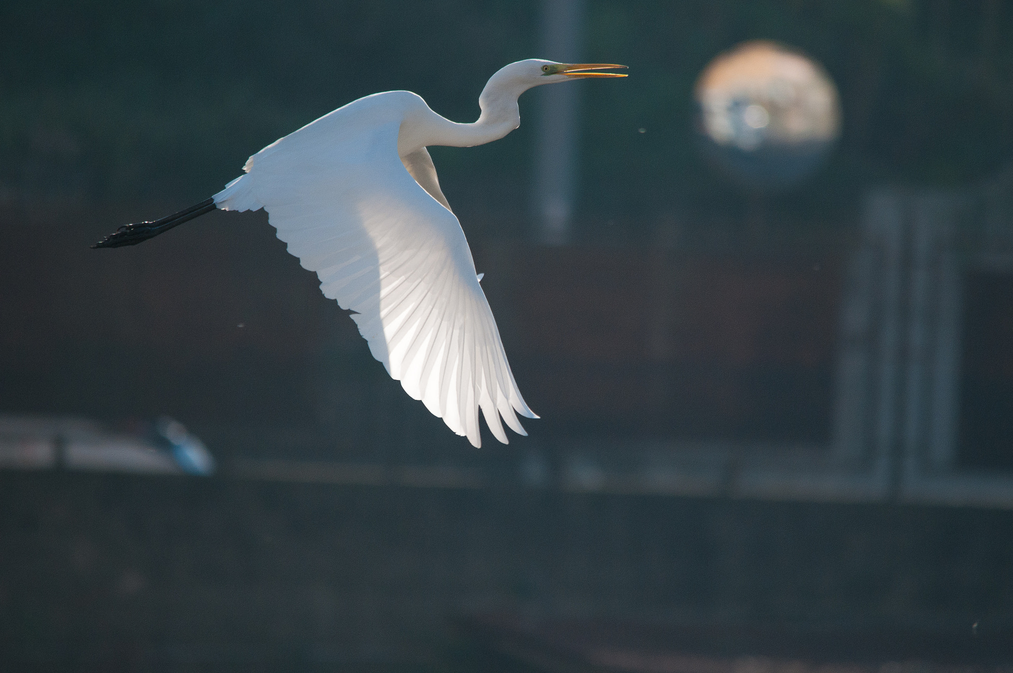 Sigma 150-500mm F5-6.3 DG OS HSM sample photo. 2015-12-05_wil_091385-2.jpg photography