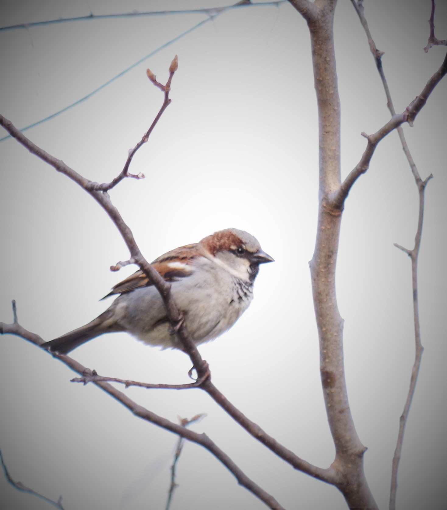 Pentax smc DA 50-200mm F4-5.6 ED WR sample photo. Spring bird photography