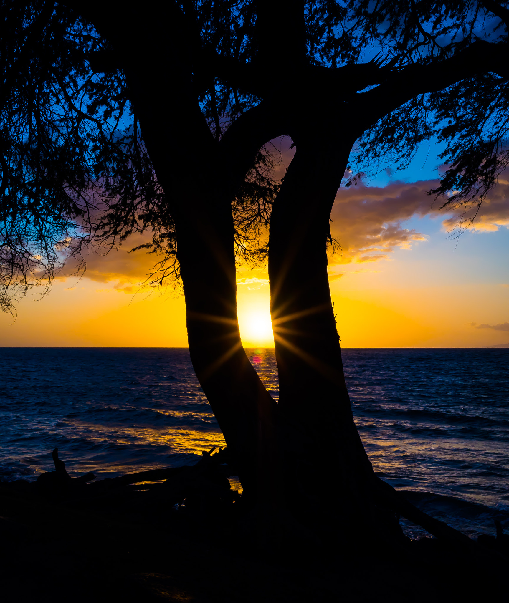 Olympus OM-D E-M5 II + Olympus M.Zuiko Digital 17mm F1.8 sample photo. Twin trunk sunset photography