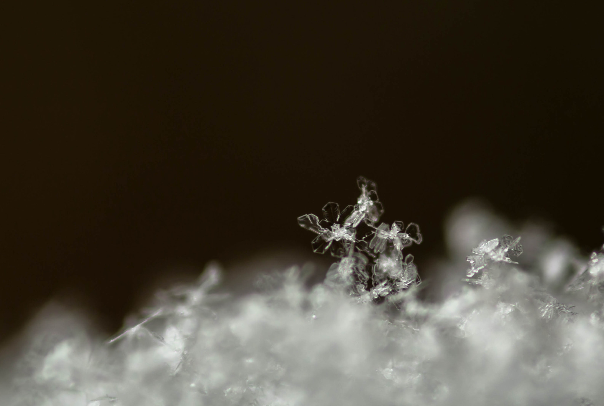 Canon EOS 70D + Sigma 105mm F2.8 EX DG Macro sample photo. Snow angles photography