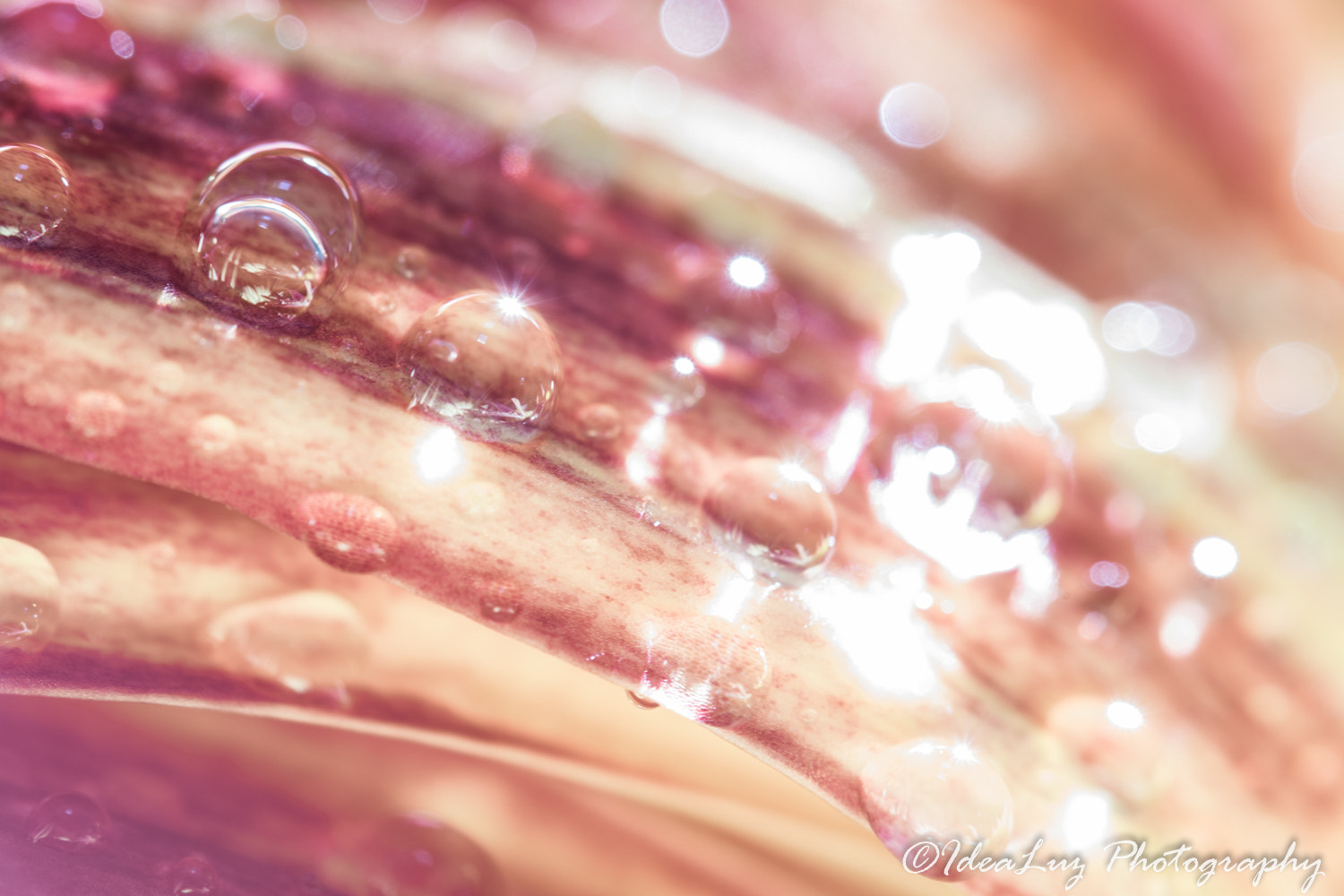 Sigma 150-500mm F5-6.3 DG OS HSM sample photo. Renewal photography