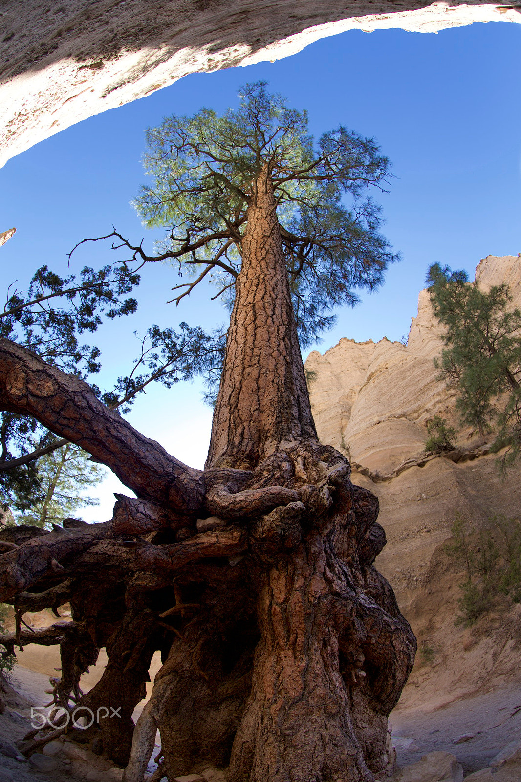 Canon EOS-1D X + Canon EF 8-15mm F4L Fisheye USM sample photo. One tall pine in the desert photography