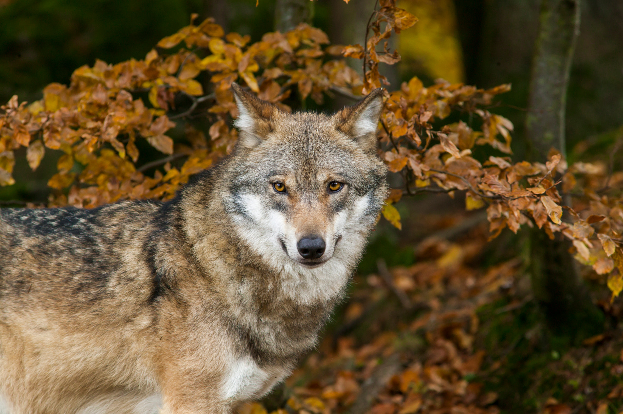Canon EOS-1Ds + Canon EF 300mm F4L IS USM sample photo. Wolf photography