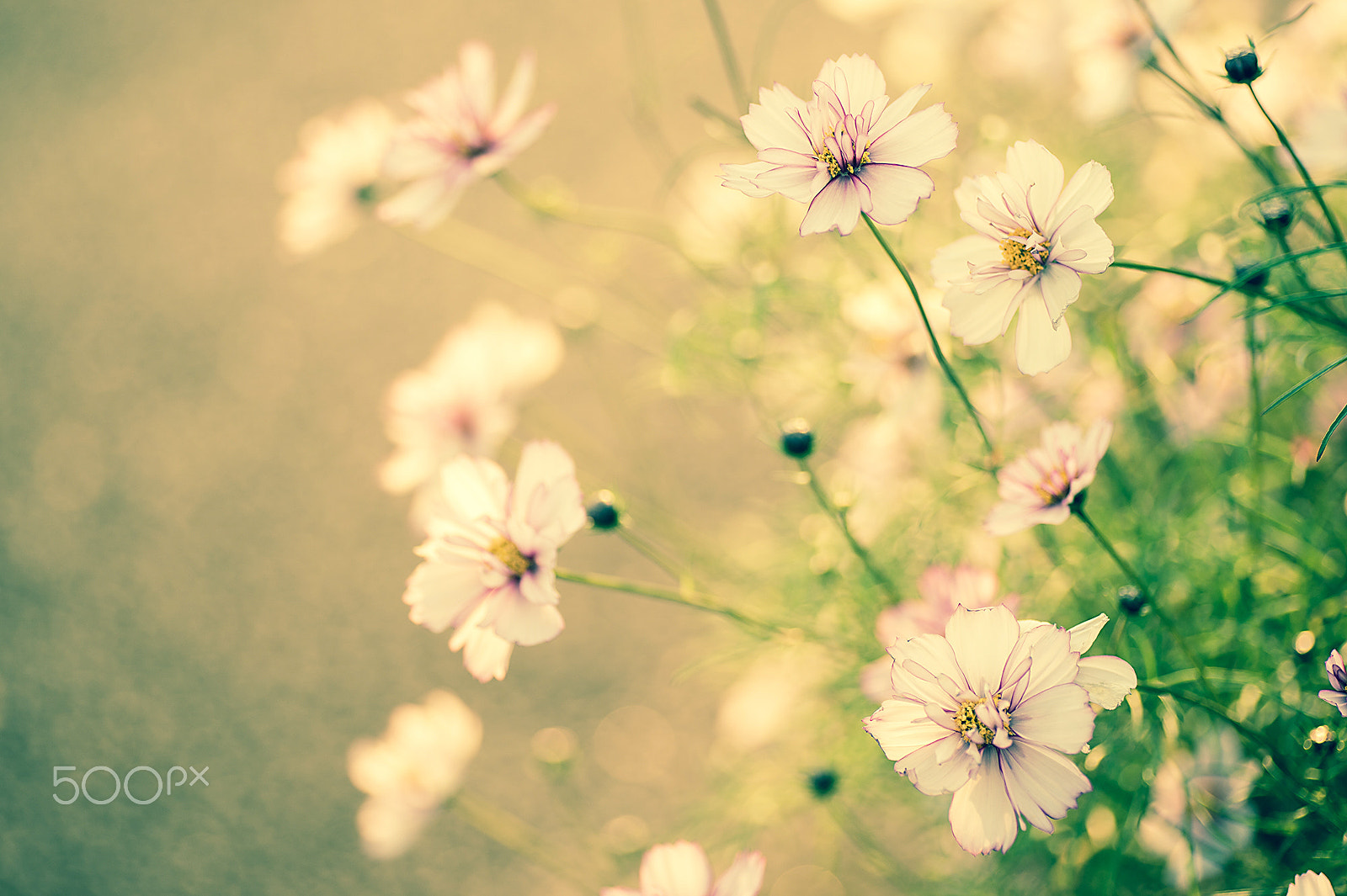Nikon Df sample photo. Sensitive photography