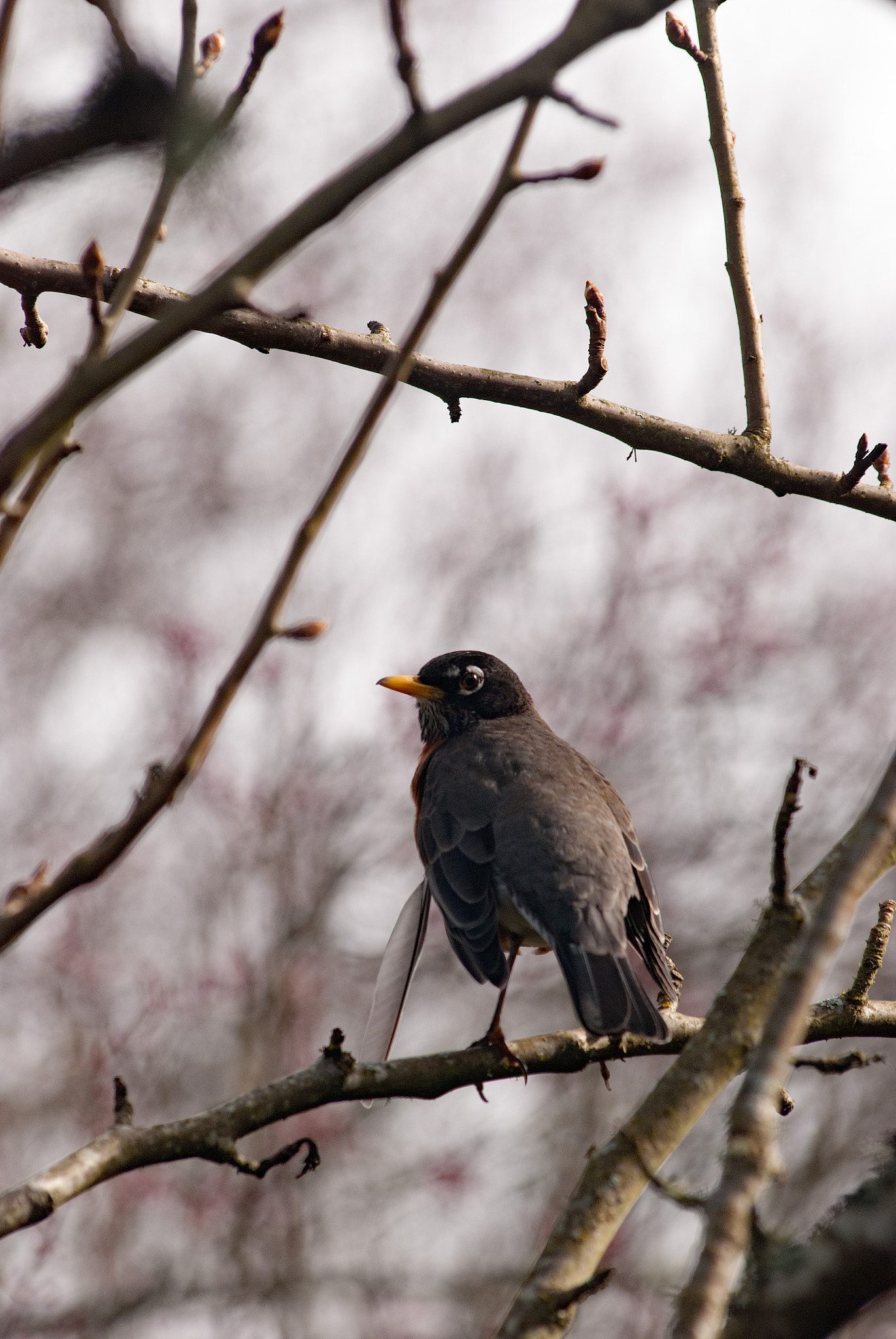 Nikon AF-Nikkor 80-200mm F2.8D ED sample photo. Yellow beak bird photography