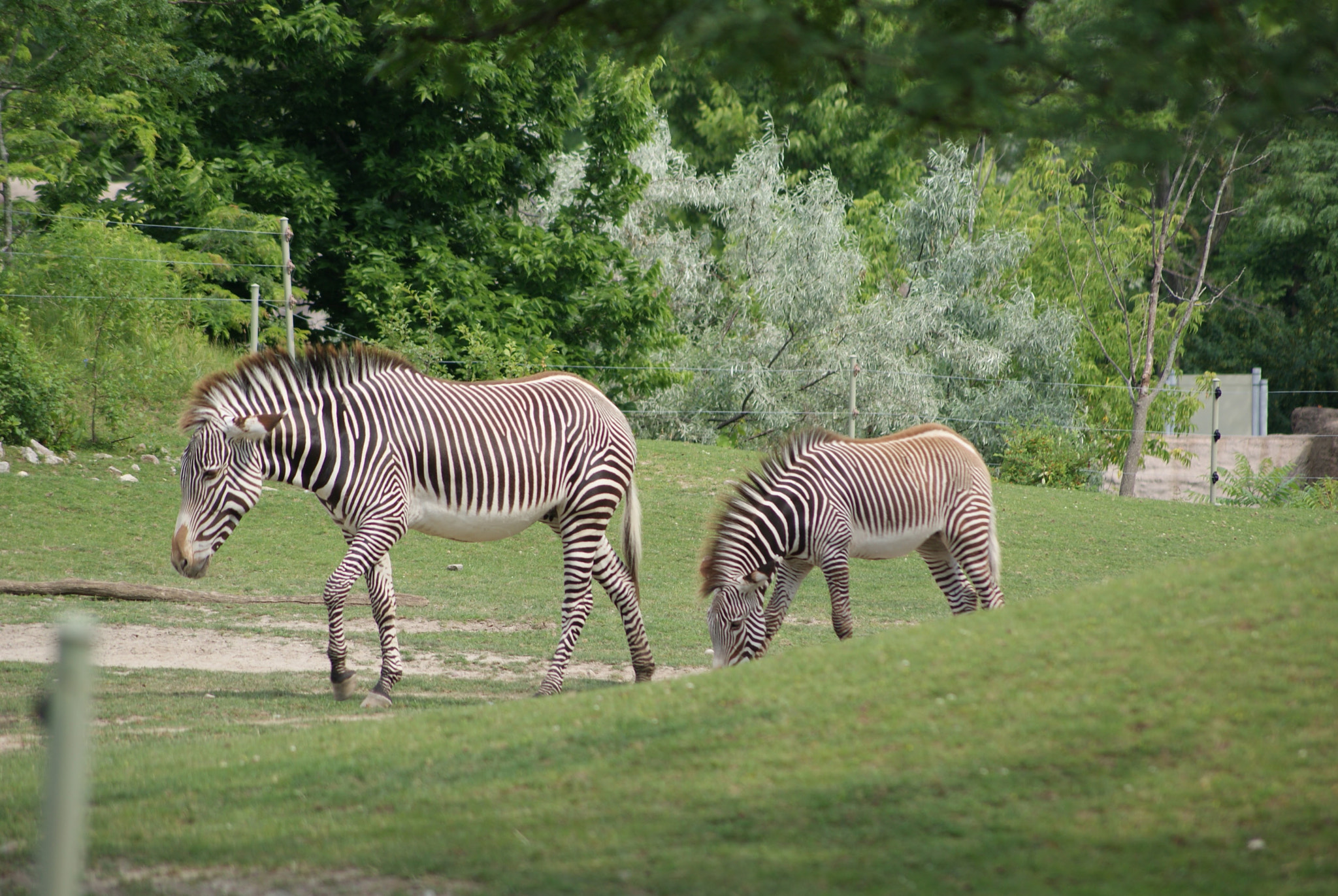 Sony Alpha DSLR-A330 sample photo. Zebra photography