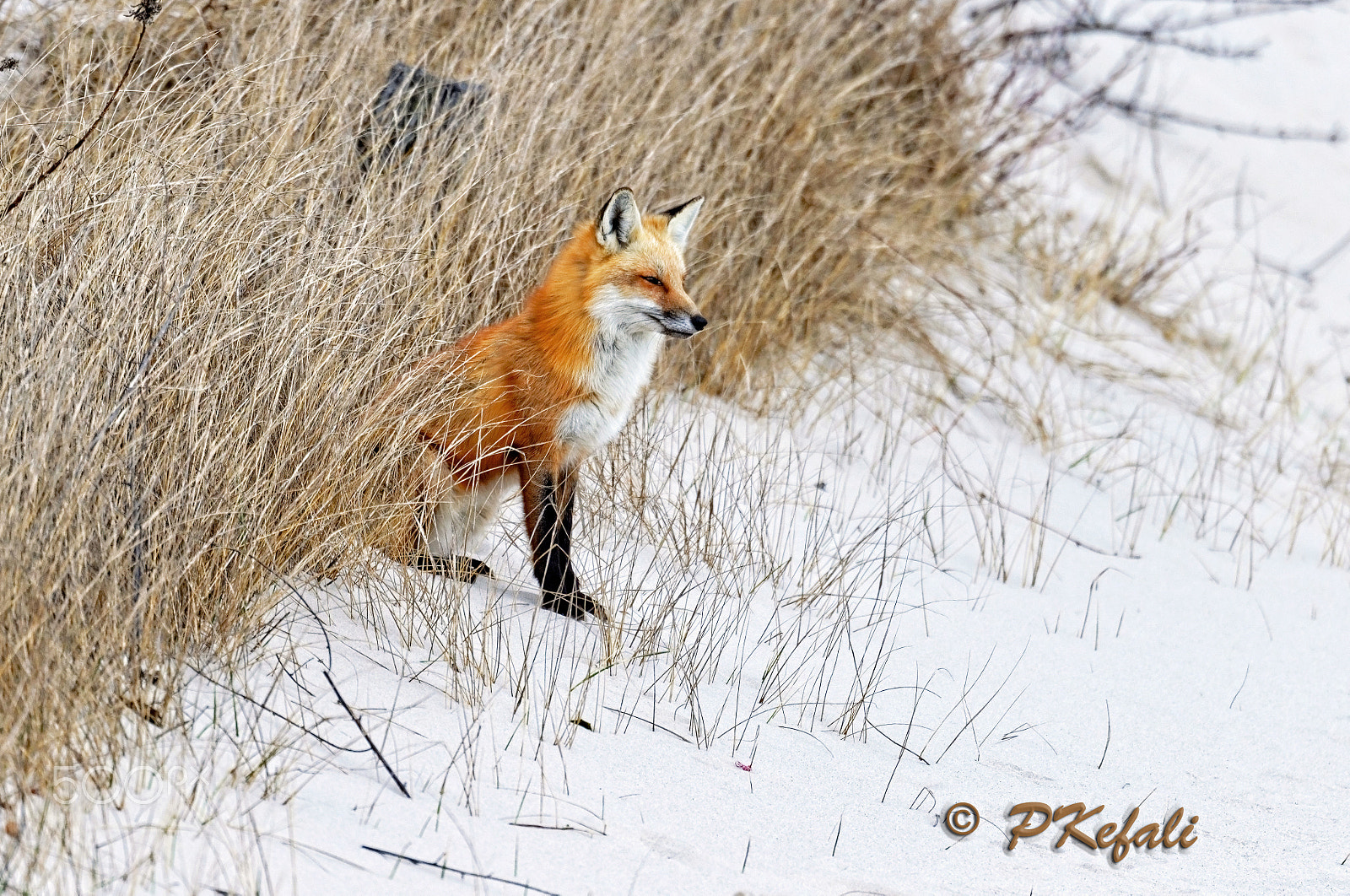 Nikon D600 sample photo. Enjoying the view - red fox photography