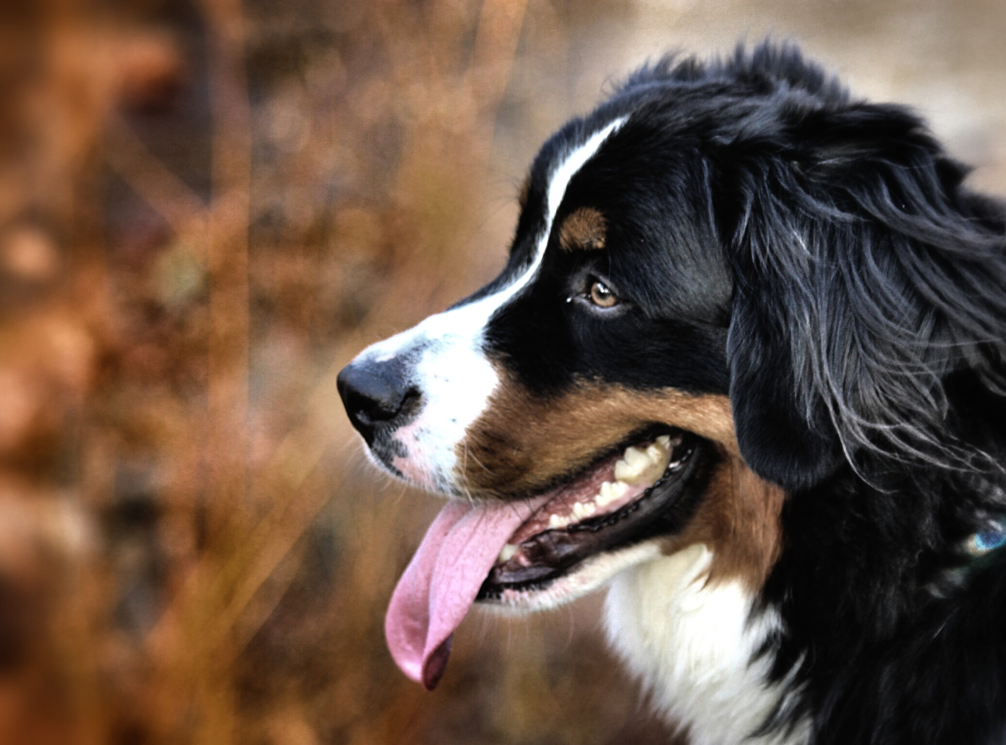 Canon EF 70-300mm F4-5.6 IS USM sample photo