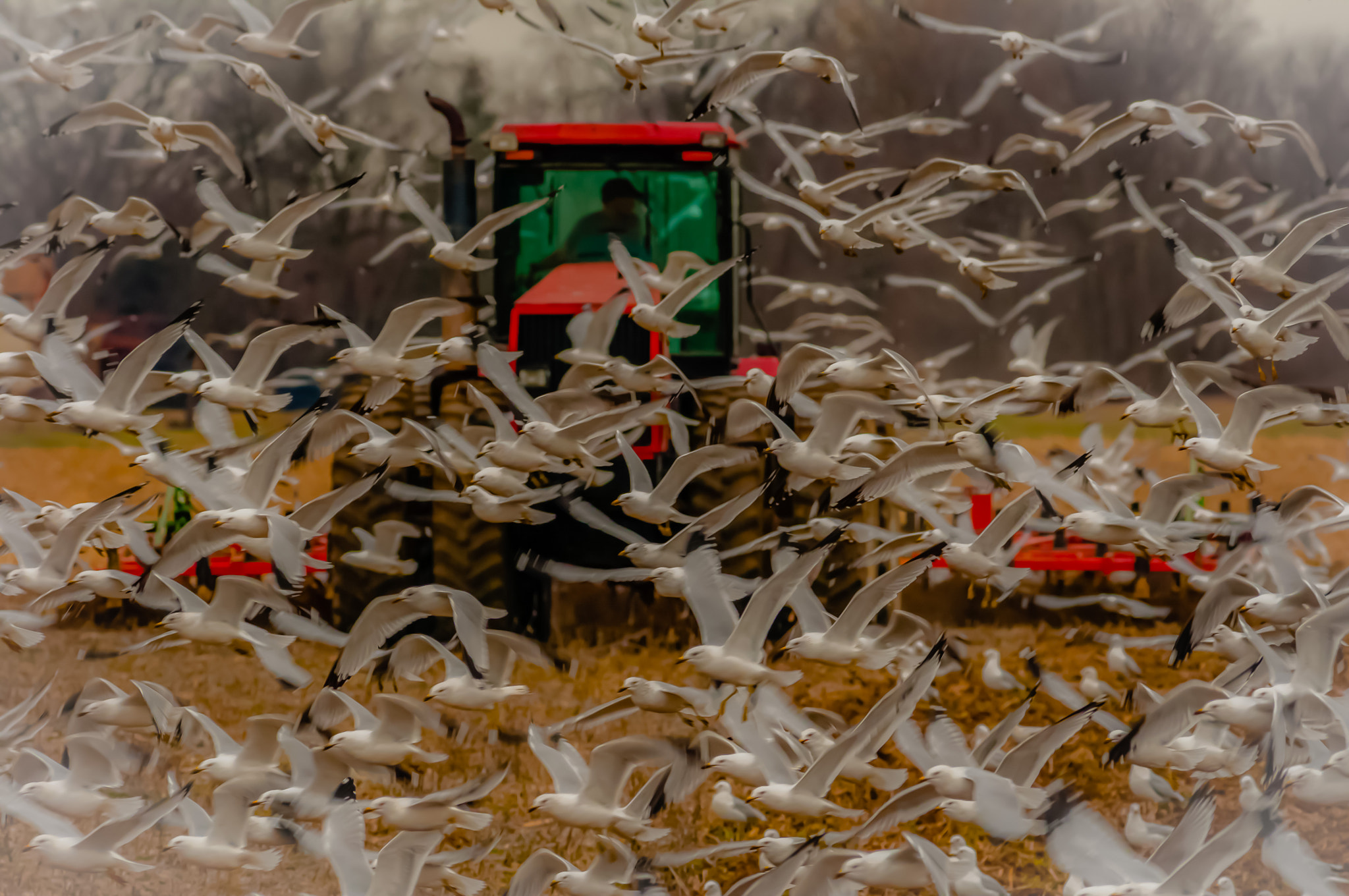 Nikon D300S + Nikon AF-S Nikkor 300mm F4D ED-IF sample photo. Tractor birds photography