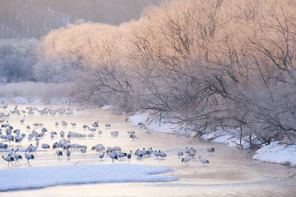 Japanese Crane Morning Roost by Shinya Tada on 500px.com