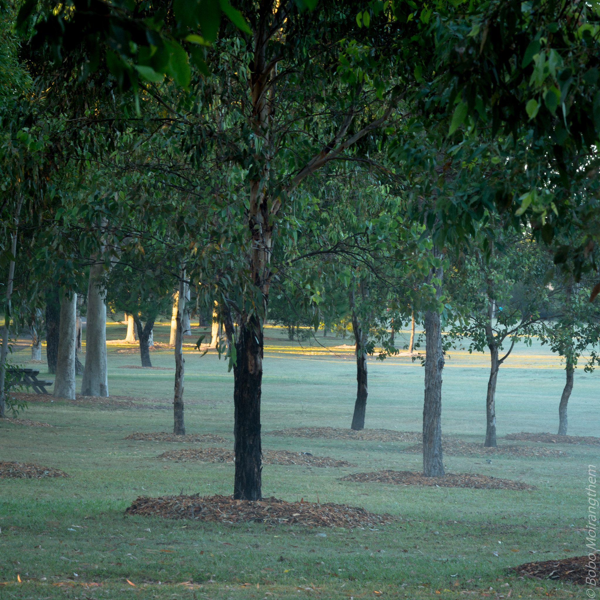 Nikon AF Nikkor 85mm F1.8D sample photo. Morning mist photography