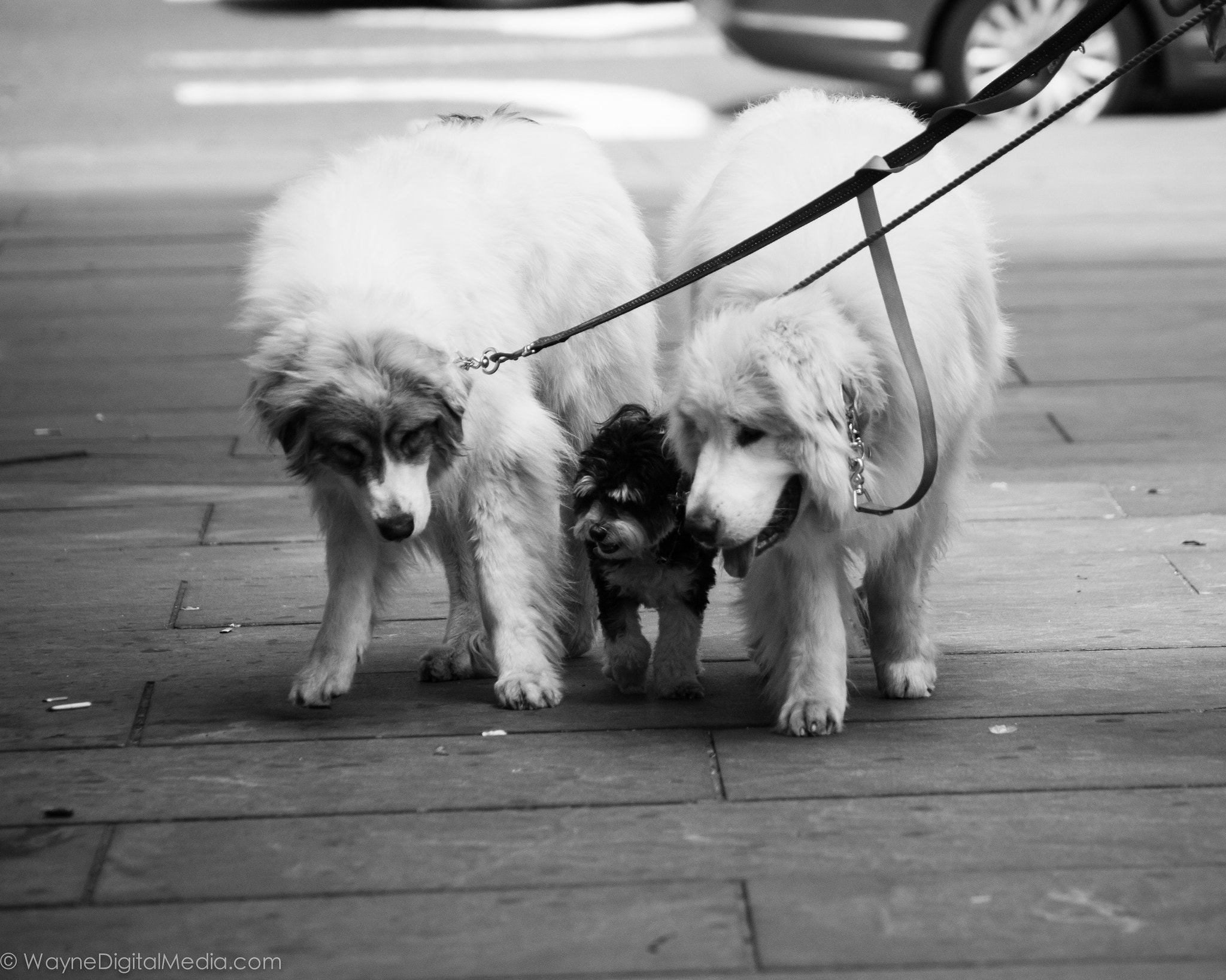 Canon EOS 70D + Canon EF 70-210mm f/3.5-4.5 USM sample photo. Dogs walking photography