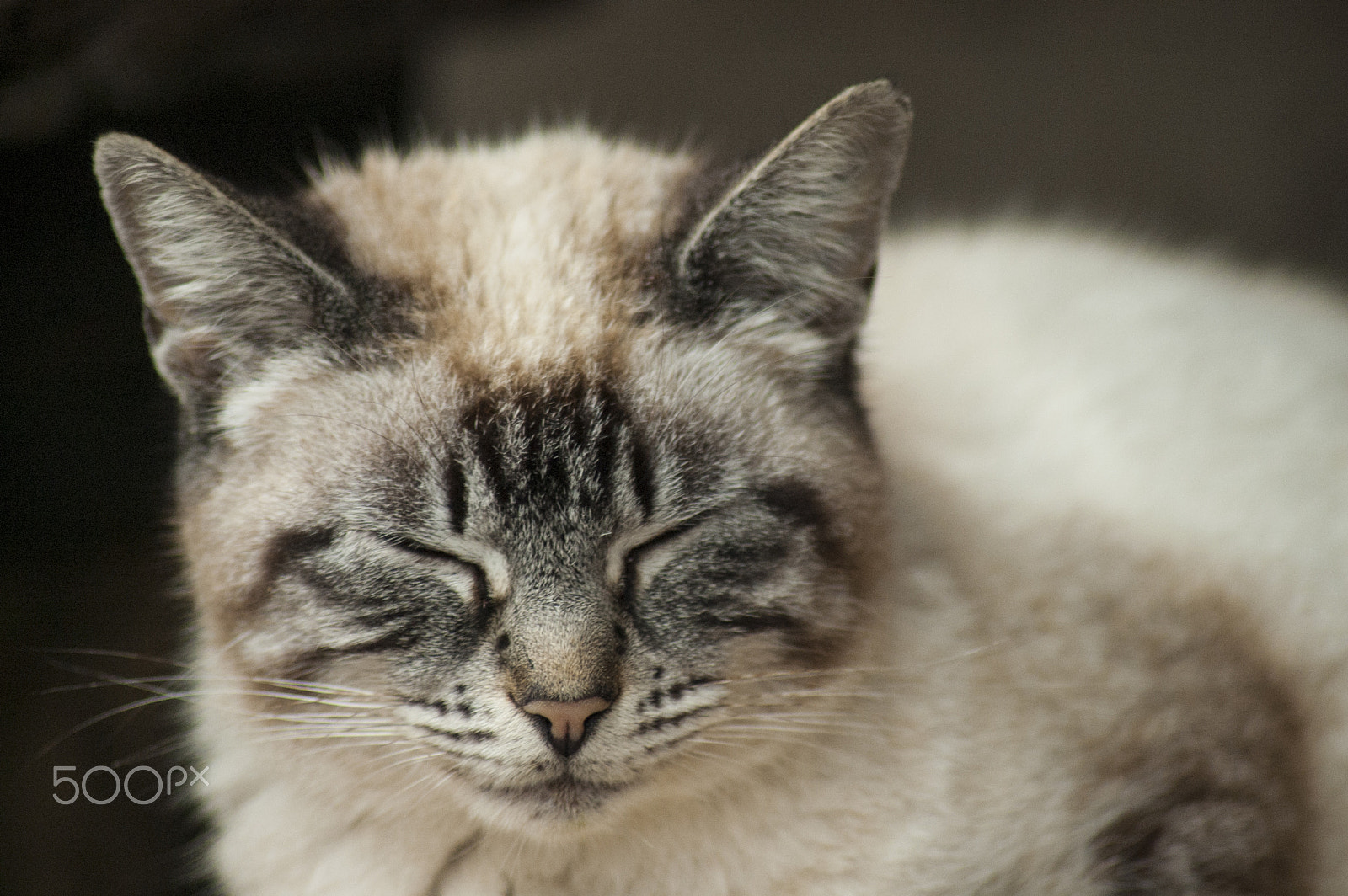 Nikon D40 sample photo. The sleepy cat photography