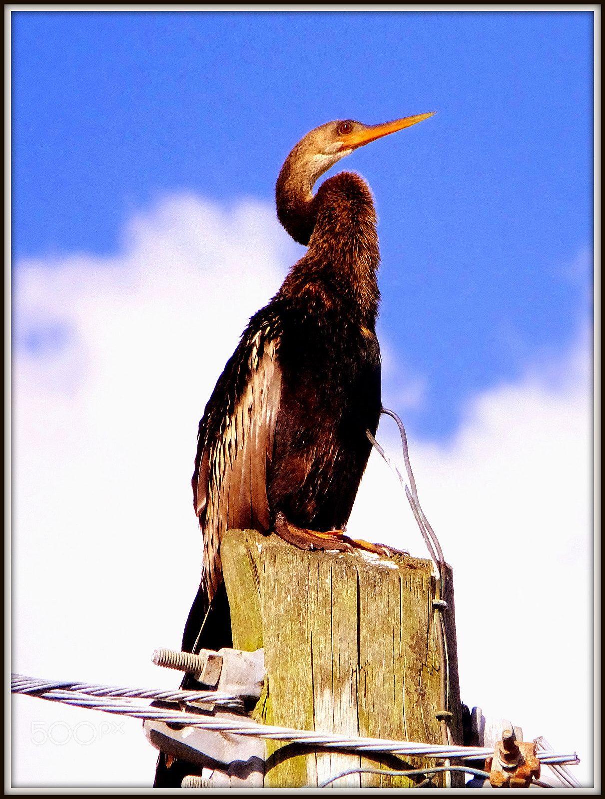 Fujifilm FinePix F850EXR sample photo. Anhinga anhinga photography