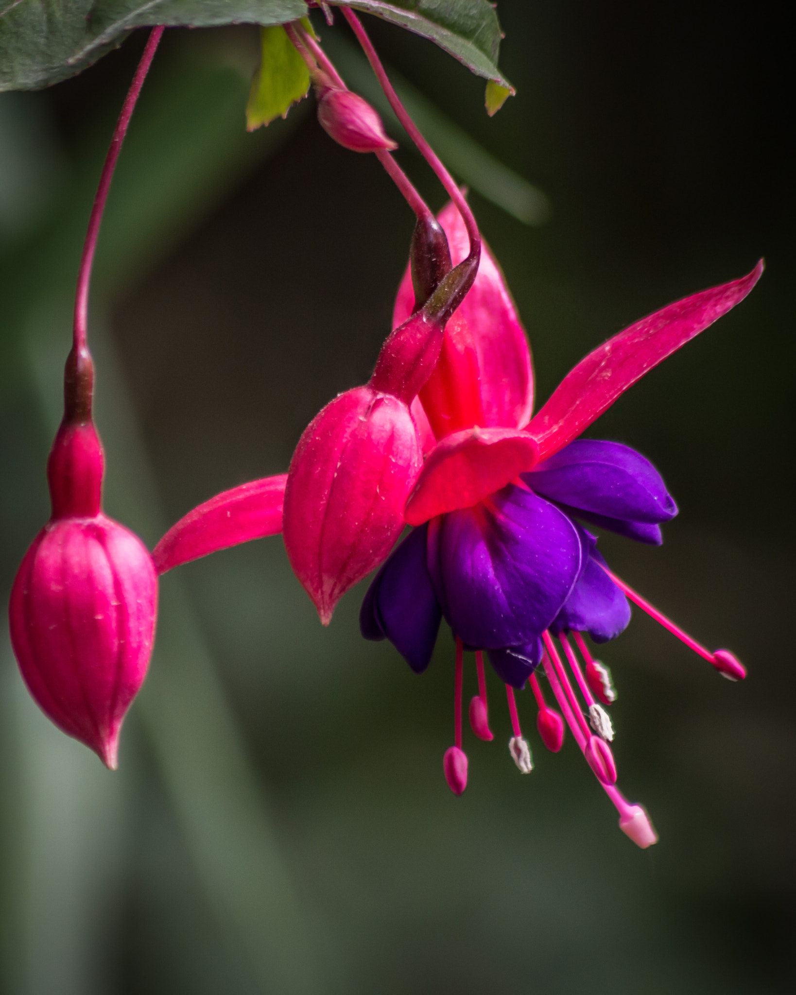 Sigma 70-300mm F4-5.6 APO DG Macro sample photo. El trajecito fucsia photography