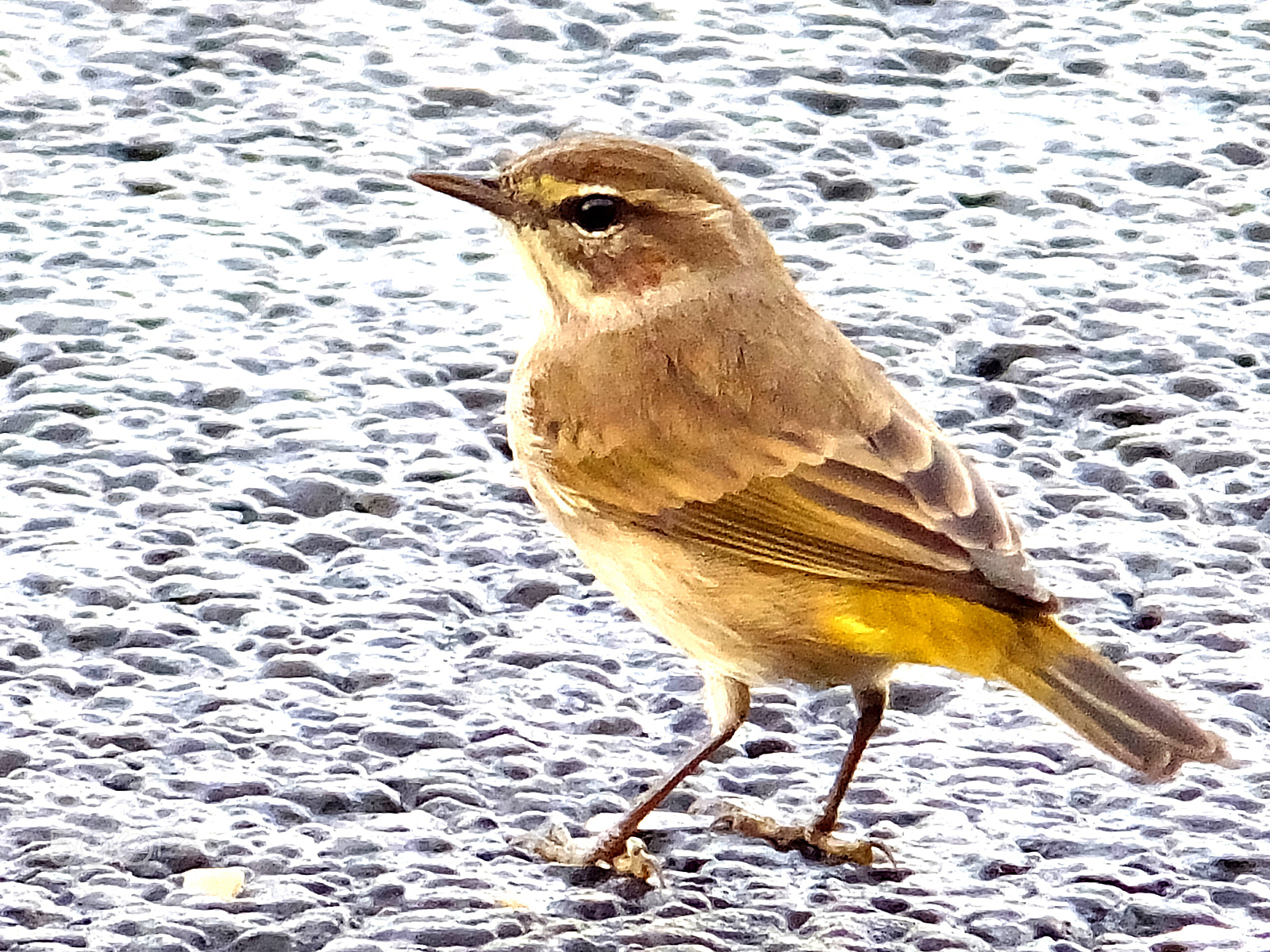 Fujifilm FinePix F850EXR sample photo. Warbler. cape may warbler photography