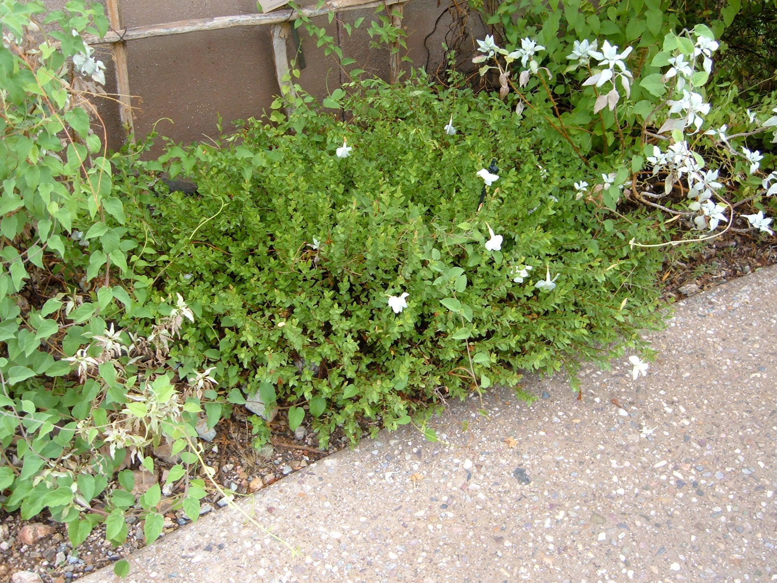 Fujifilm FinePix A340 sample photo. Desert blossoms along a sidewalk photography