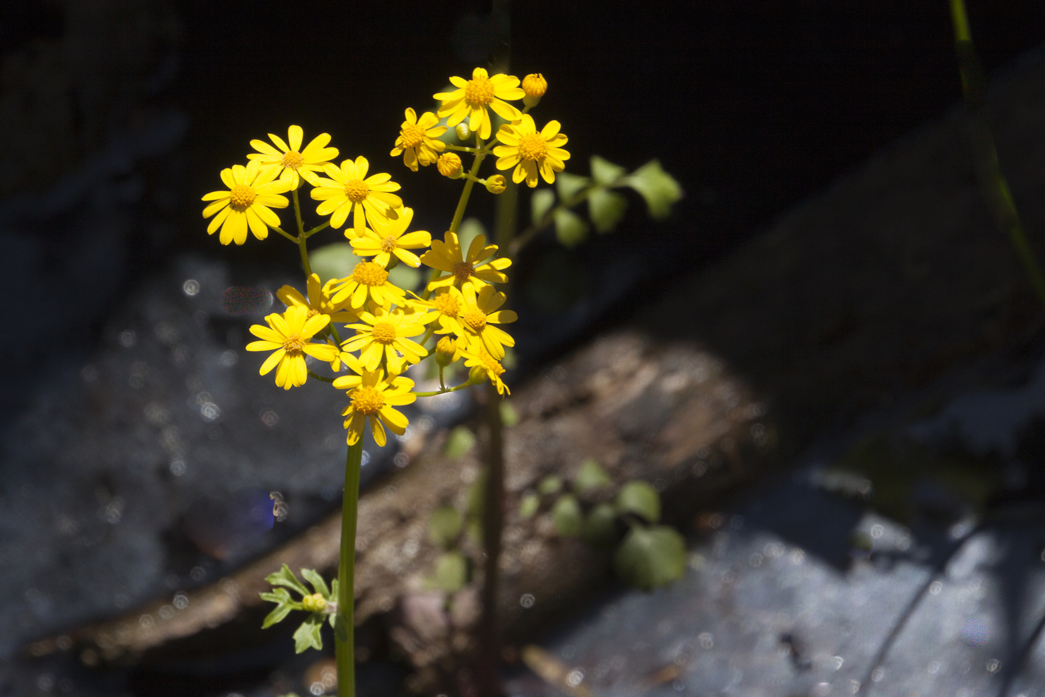 Canon EOS 50D + Tamron 18-270mm F3.5-6.3 Di II VC PZD sample photo. Swamp flowers photography