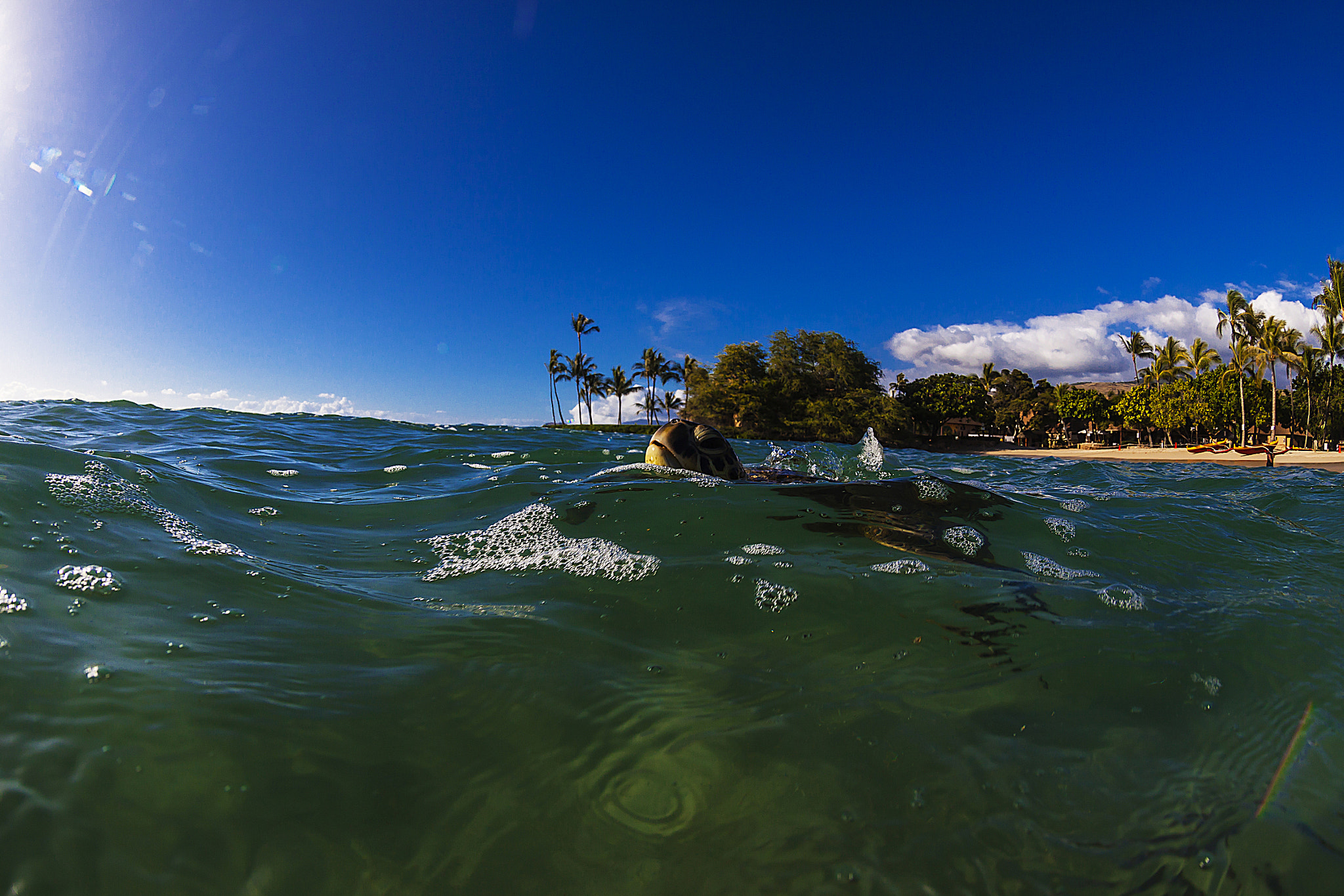 Canon EF 8-15mm F4L Fisheye USM sample photo. Honu breath photography