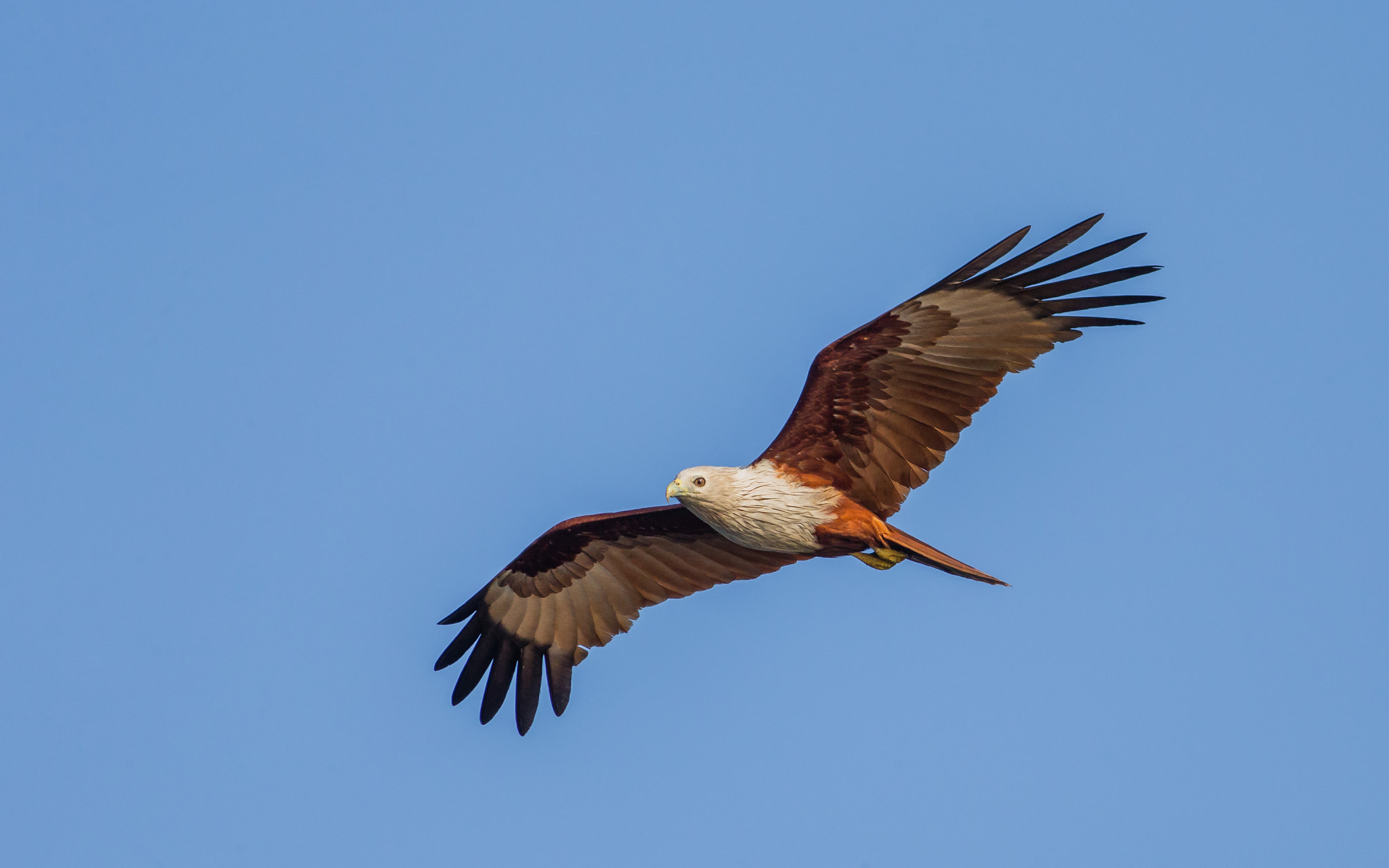 Canon EF 400mm F4 DO IS II USM sample photo. Brahminy kite photography