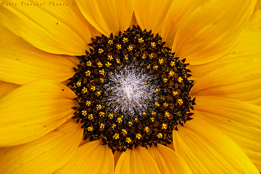 Canon EOS 40D + Canon EF 100mm F2.8L Macro IS USM sample photo. Yellow photography
