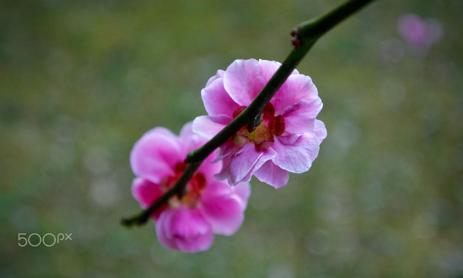 Nikon 1 J2 sample photo. Plum blossoms photography