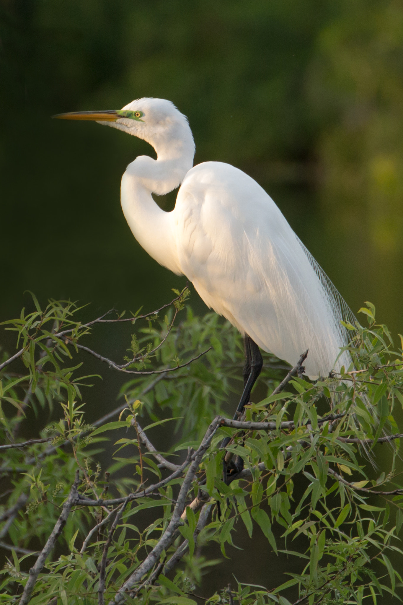 Canon EOS 100D (EOS Rebel SL1 / EOS Kiss X7) + Canon EF 70-300mm F4-5.6L IS USM sample photo. Egret at sunset photography