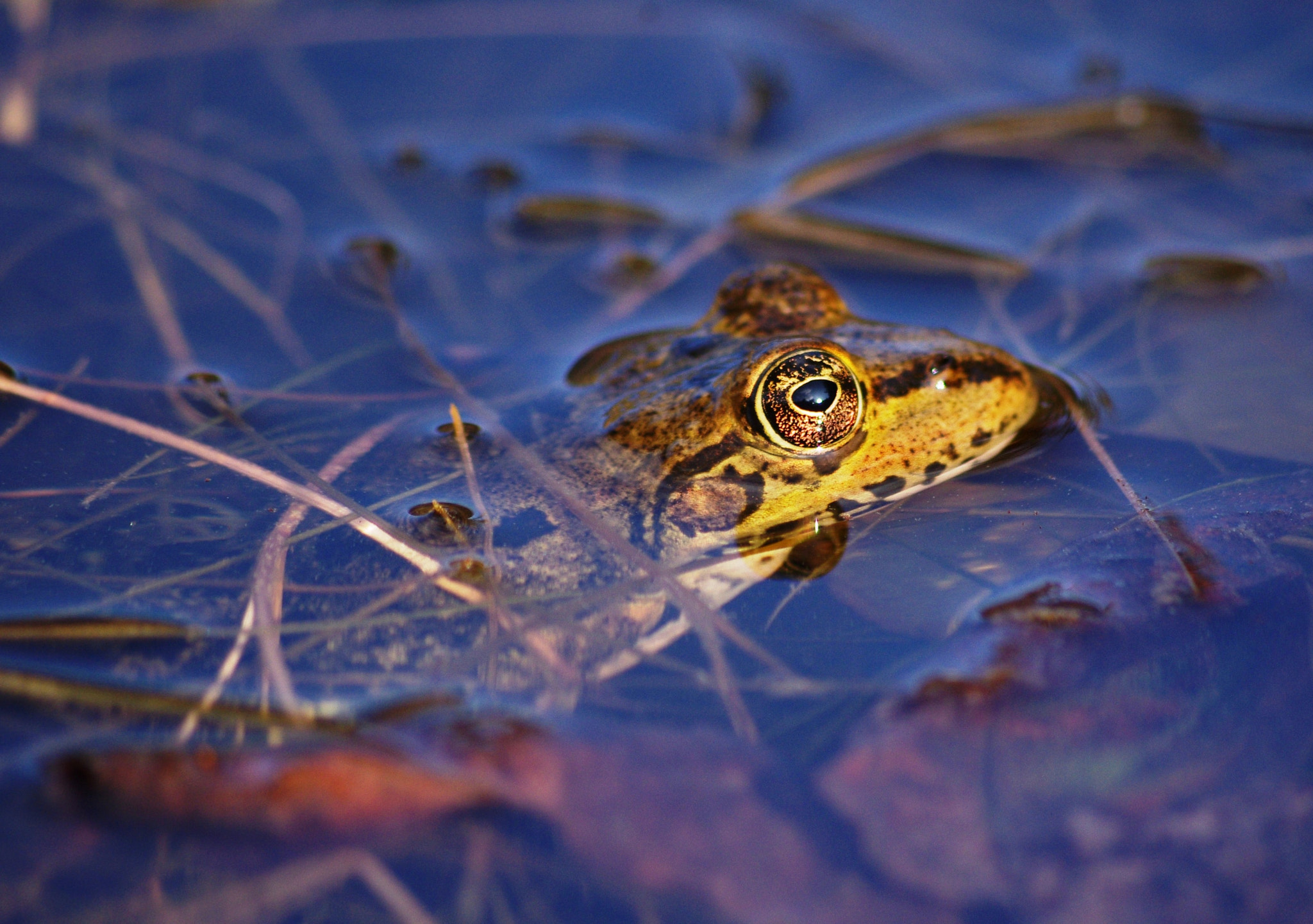 Pentax K-r sample photo. Frog photography