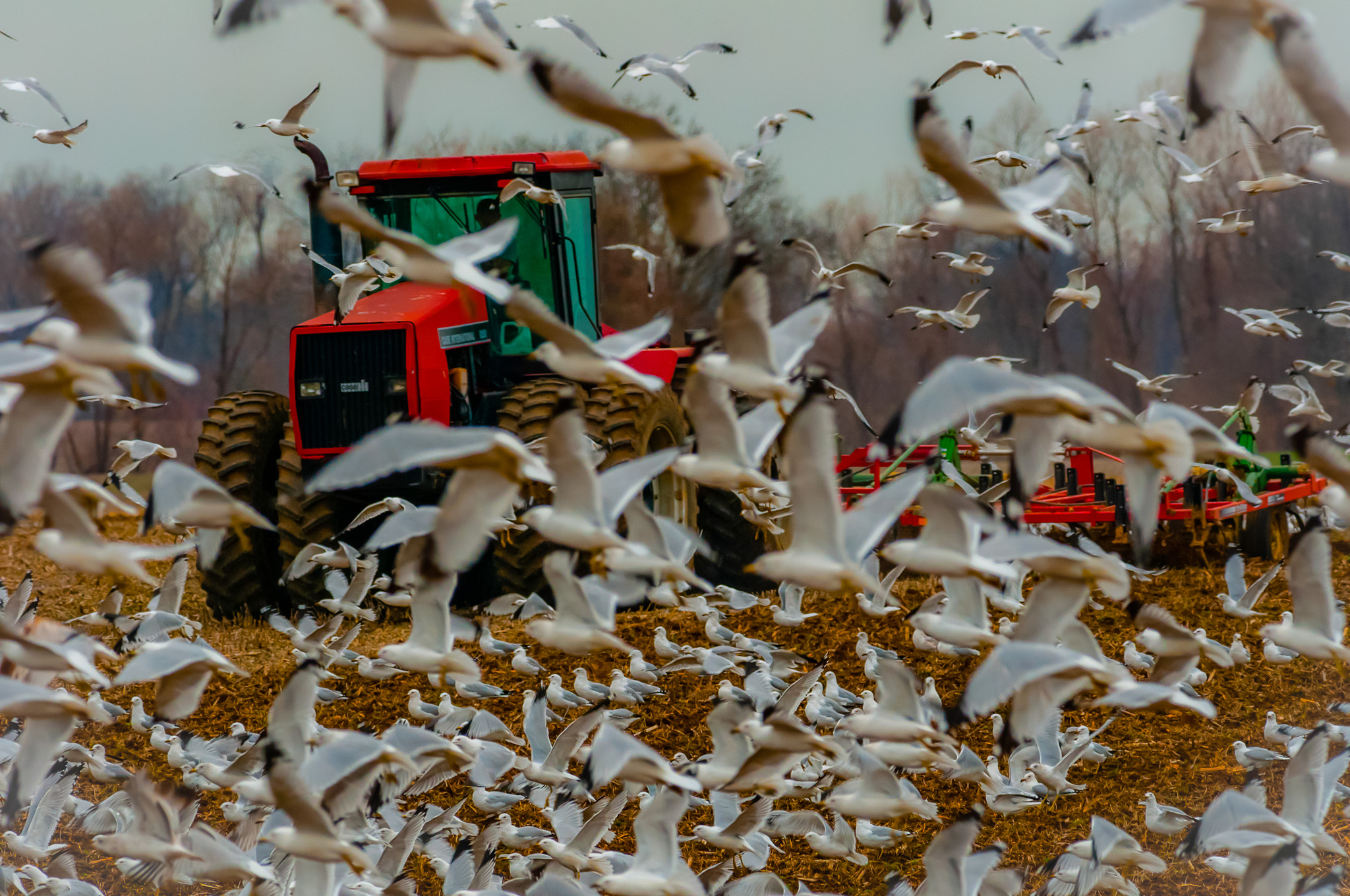 Nikon D300S + Nikon AF-S Nikkor 300mm F4D ED-IF sample photo. Tractor birds 2 photography