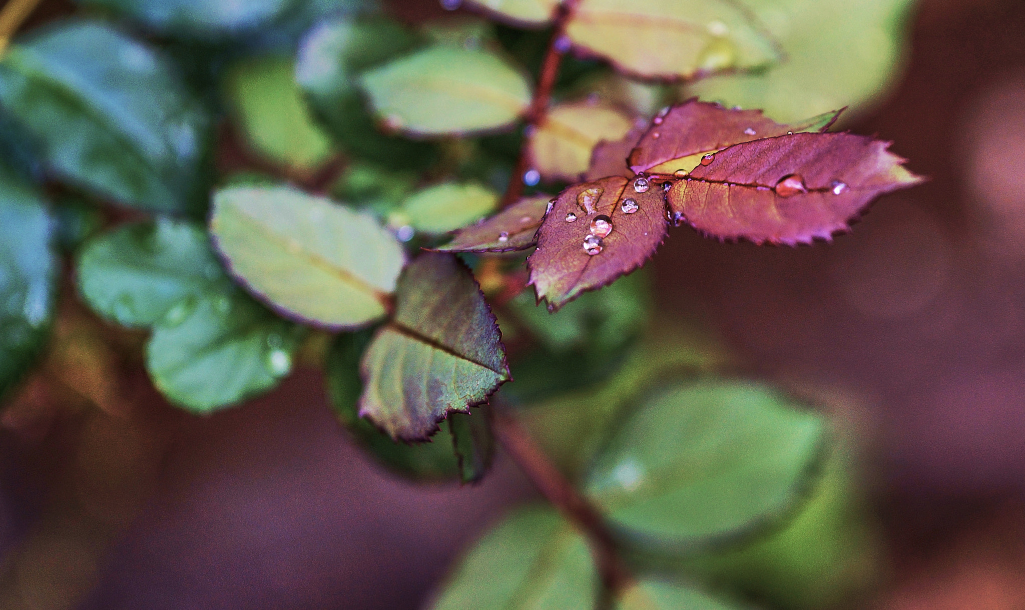 Sony Alpha a3000 + E 60mm F2.8 sample photo. Rose leaves photography