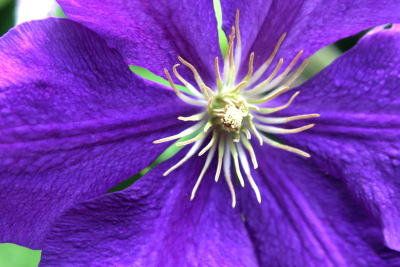 Canon EOS 60D + Tokina AT-X 280 AF Pro 28-80mm f/2.8 Aspherical sample photo. Inside a purple clematis photography