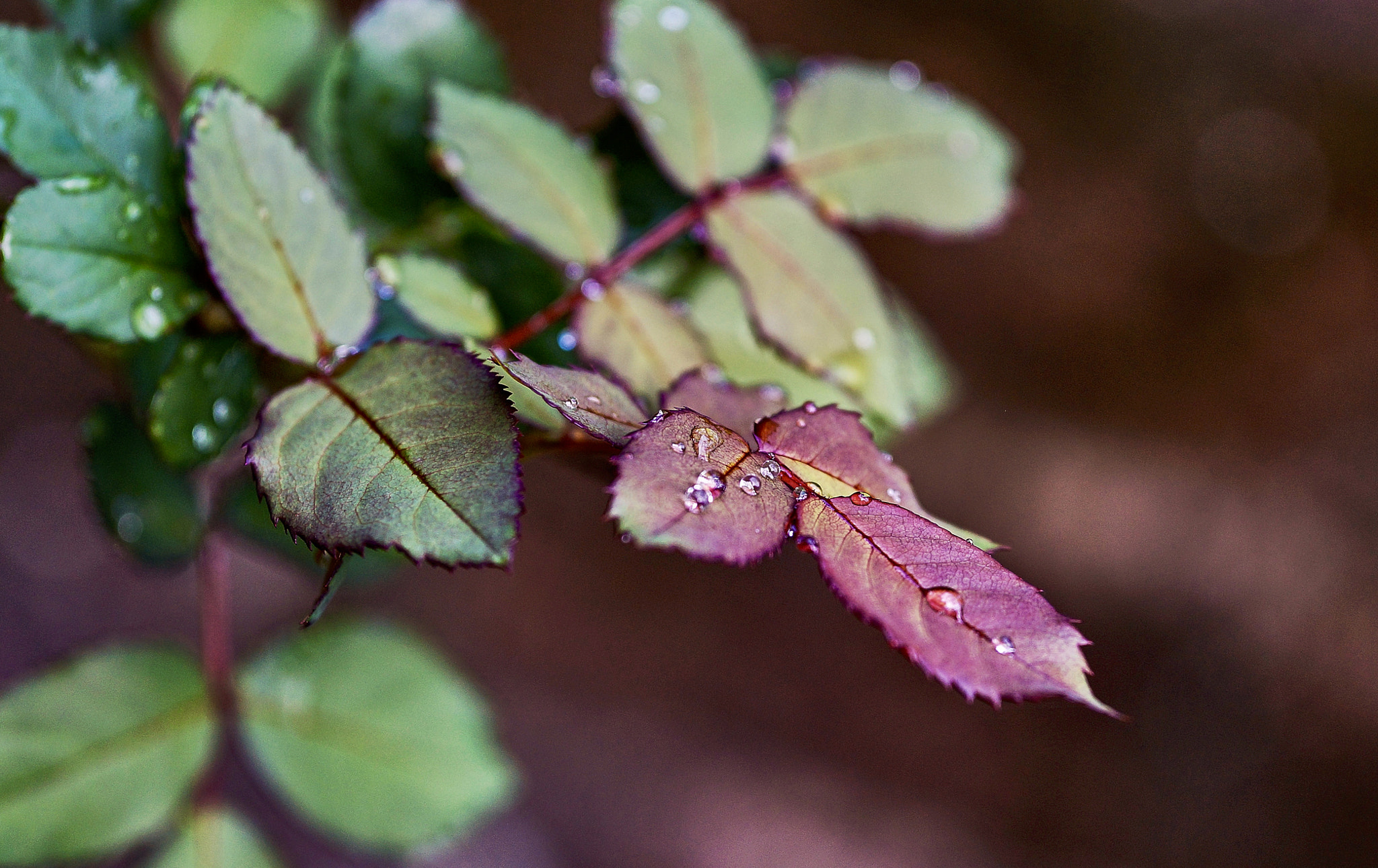 Sony Alpha a3000 + E 60mm F2.8 sample photo. Rose leaves ii photography