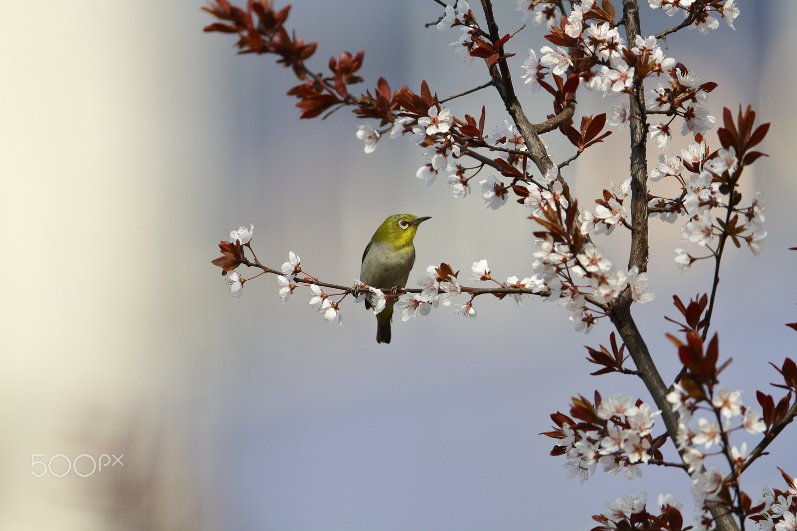 Canon EOS 7D + Canon EF 400mm F2.8L IS II USM sample photo. Img_7624.jpg photography