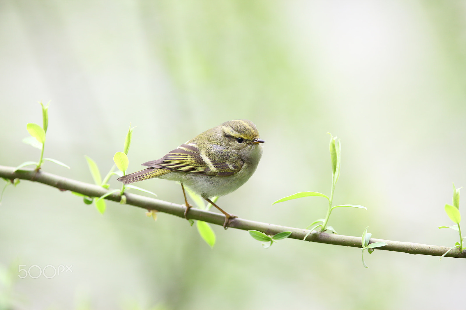 Canon EOS 5D Mark II + Canon EF 400mm F2.8L IS II USM sample photo. Img_6566.jpg photography