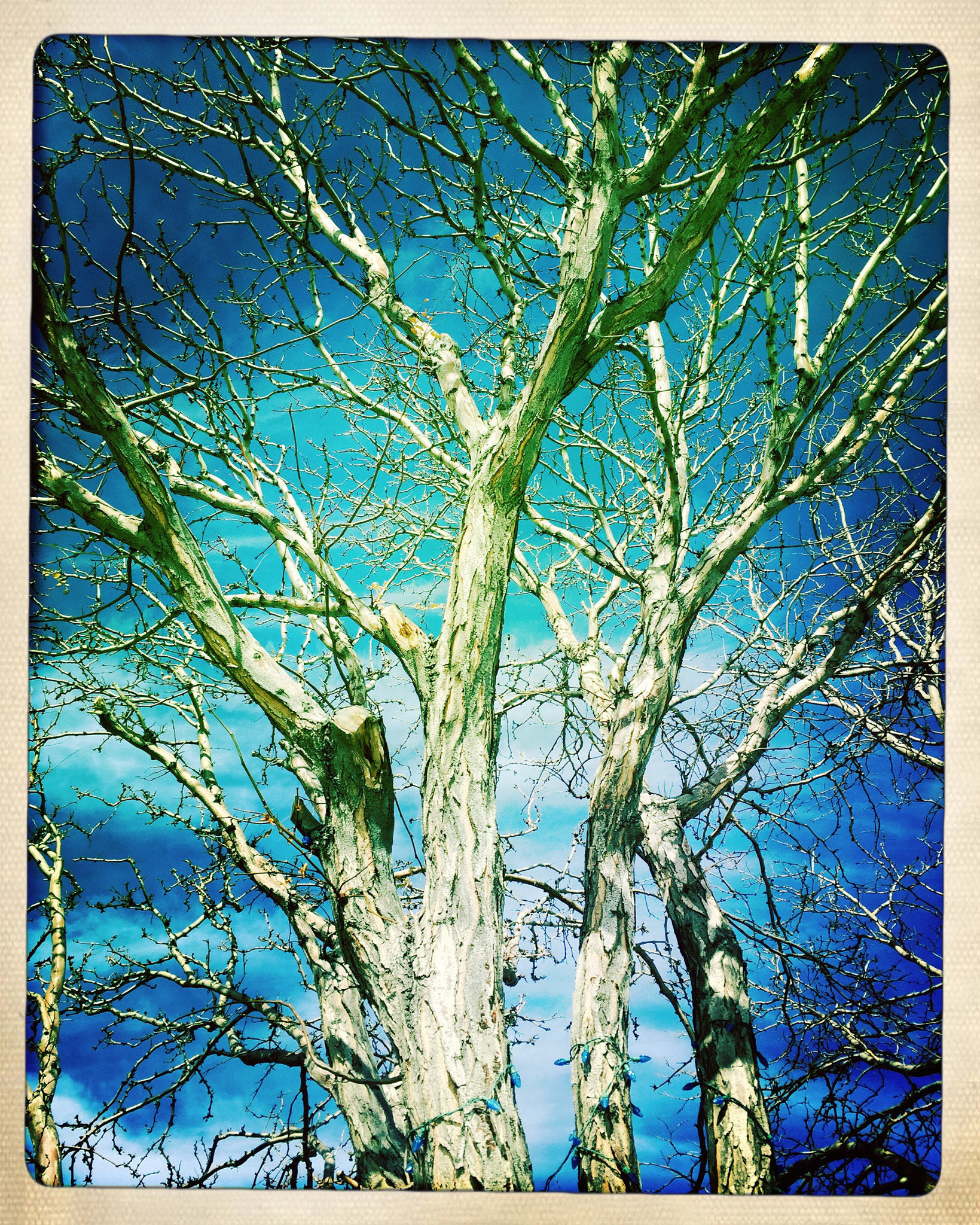 Hipstamatic 302 sample photo. Winter tree photography